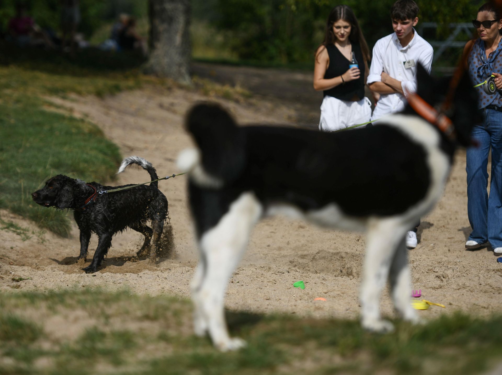 Bestialskie ataki na psy. Mieszkańcy ostrzegają się w mediach społecznościowych