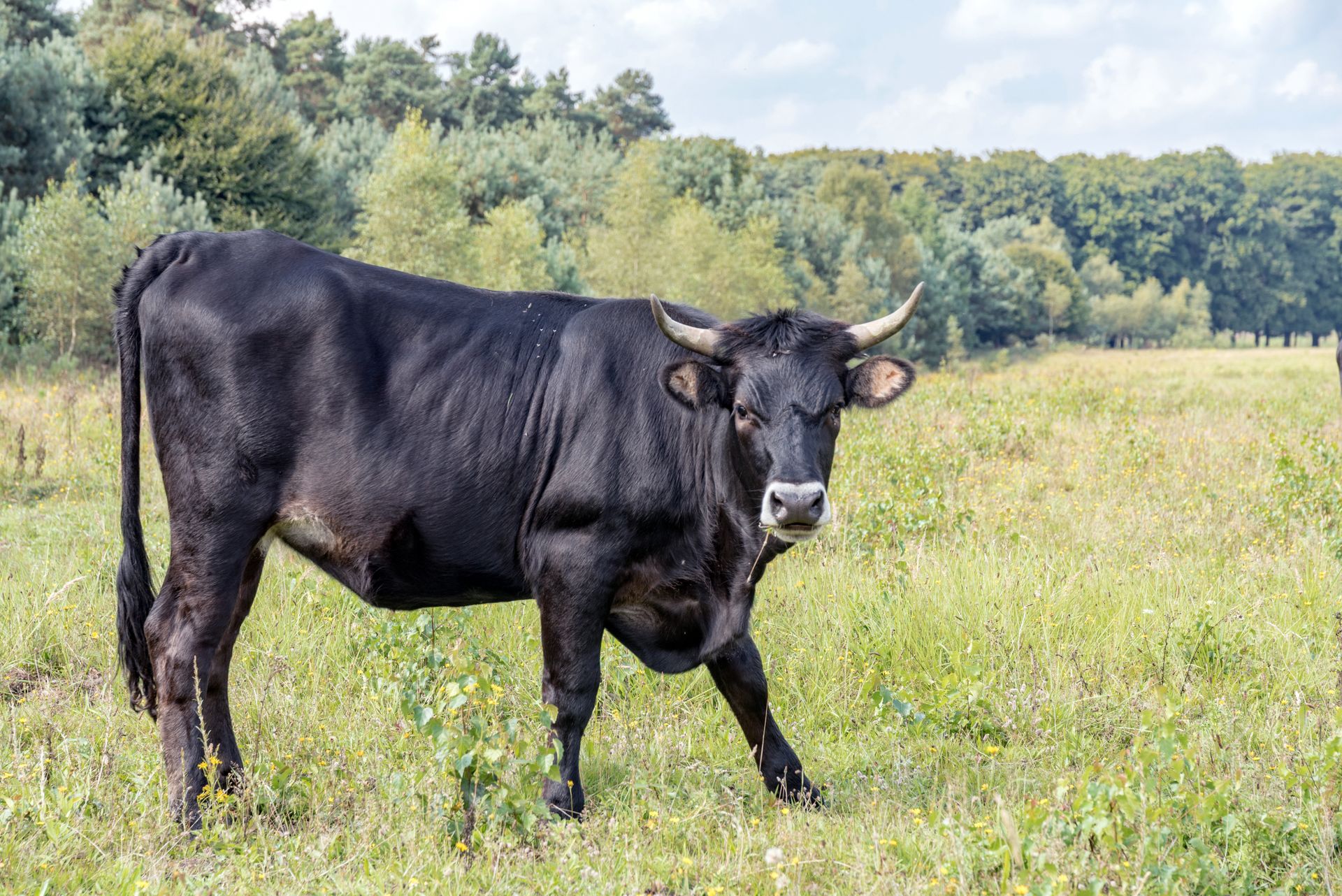 Ukradli spermę byka. Kolosalna wartość zwierzęcego nasienia