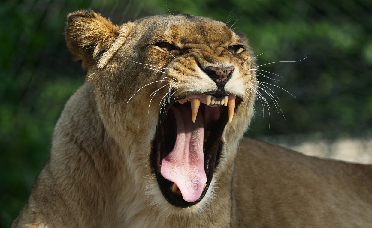 Tragedia w Namibii. Znany biznesmen zagryziony przez lwicę