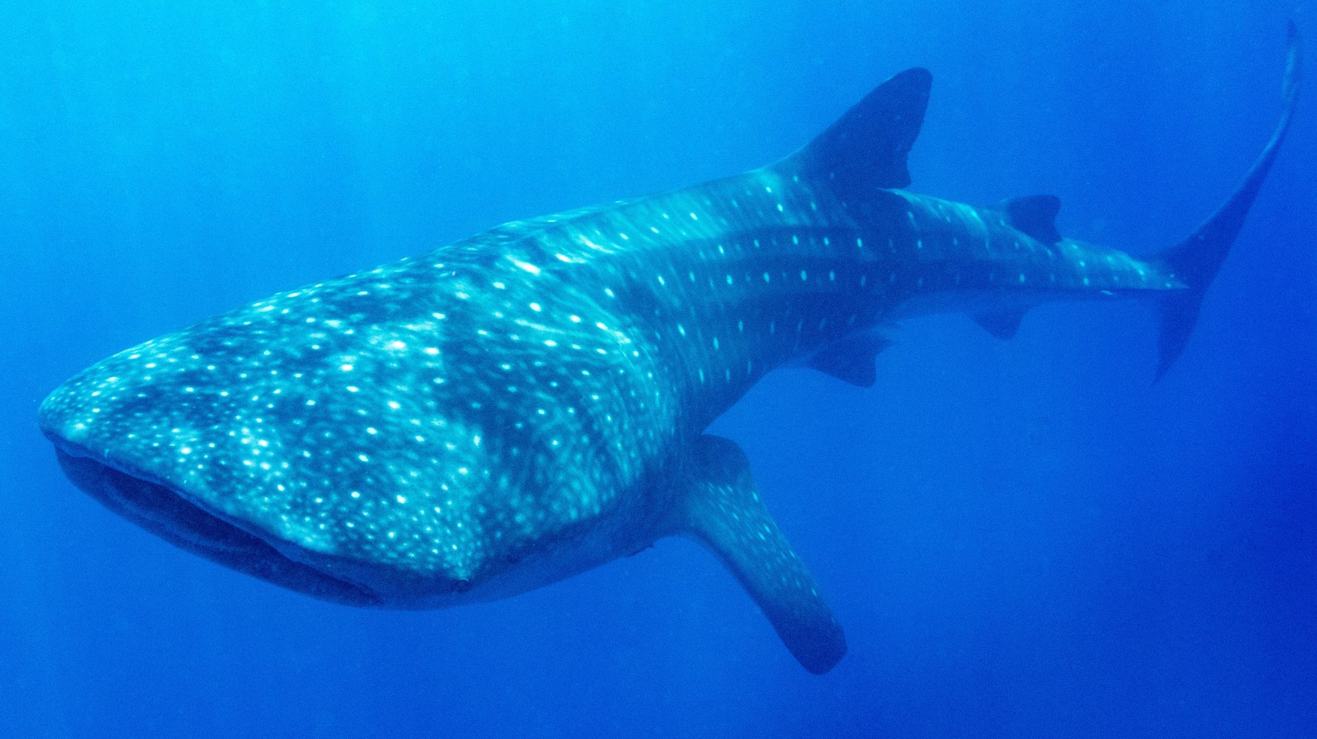 To przez działalność człowieka. Rekiny wielorybie są zagrożone