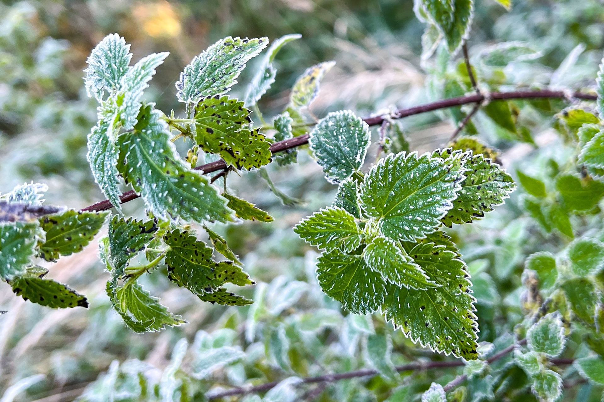 Zimni ogrodnicy przyjdą wcześniej? IMGW z nowymi informacjami