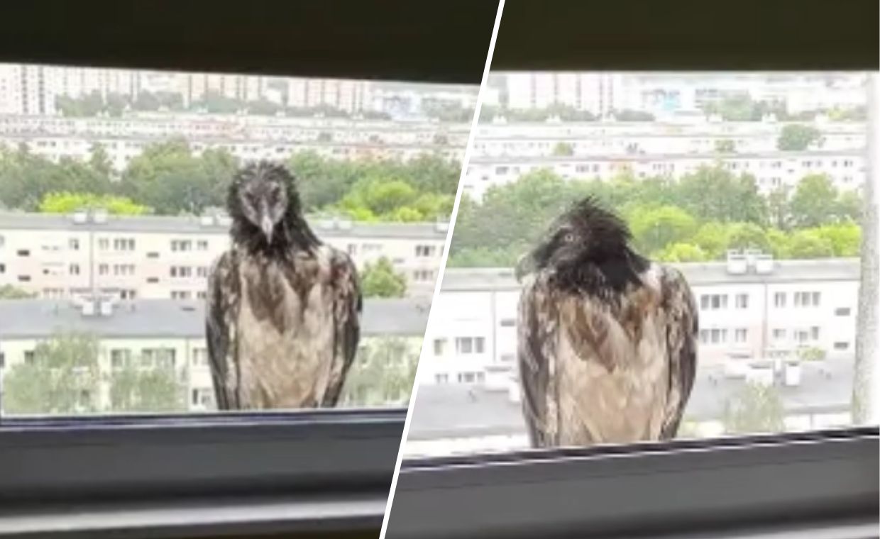 Poznańskie ZOO przekazało przykre wieści. Nie żyje orłosęp