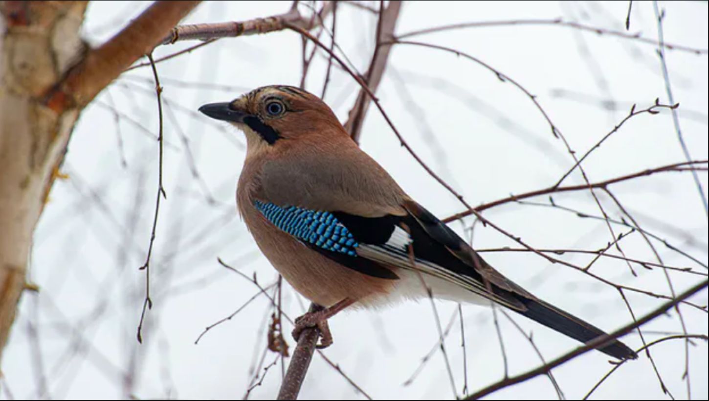 Sójki są wyjątkowo inteligentne. Mają "ludzką" ceche