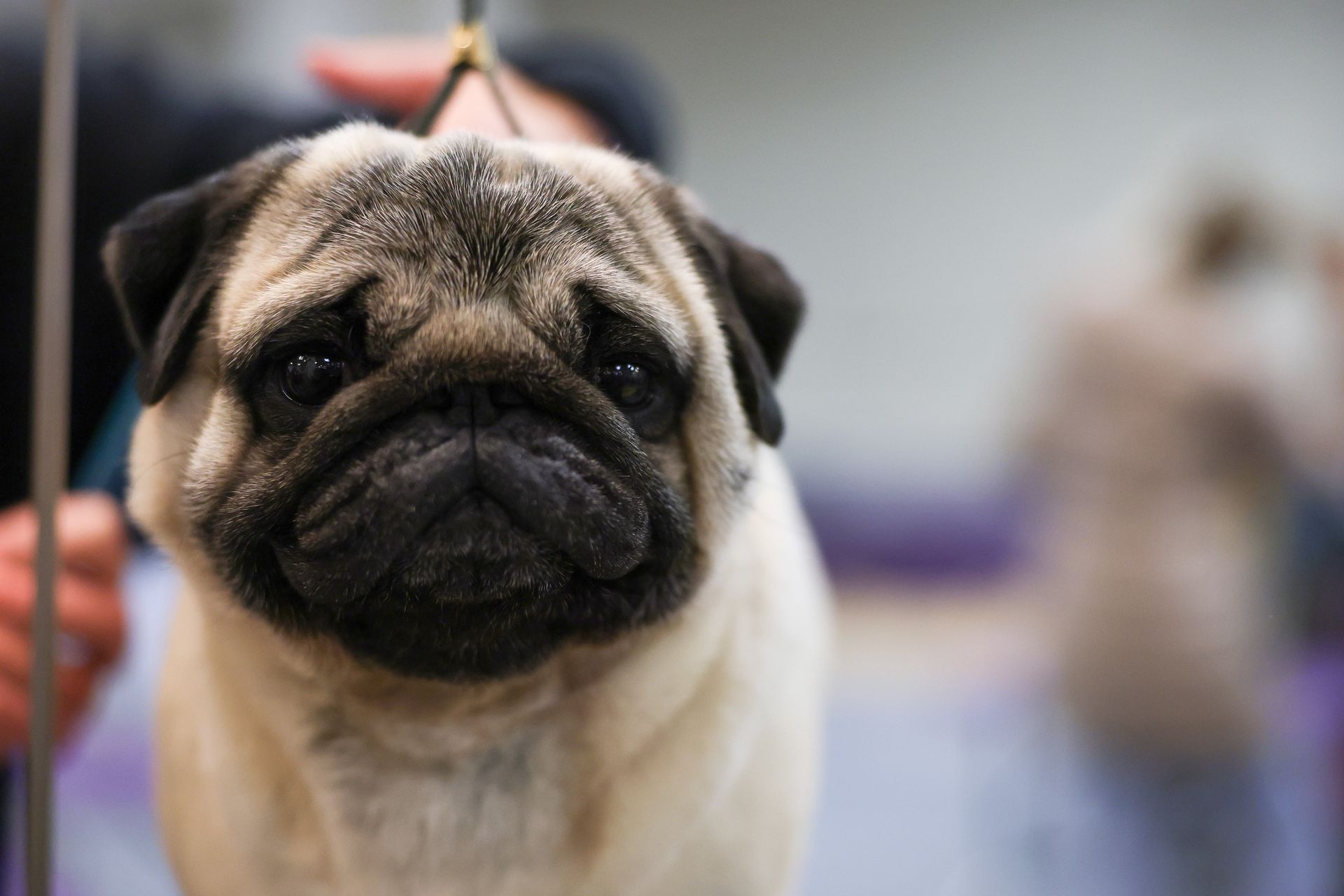 Skutki selektywnej hodowli. Co się dzieje z naszymi pupilami?