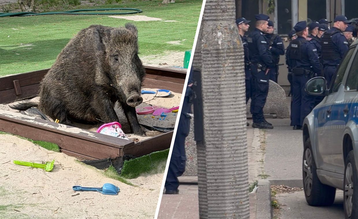 23 policjantów interweniowało w sprawie dzika. Zwierzę zostało zabite