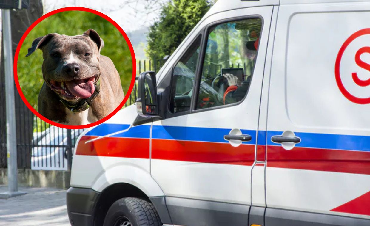 Groza w Zwierzyńcu. Pies rzucił się na 4-latka w kolejce po lody