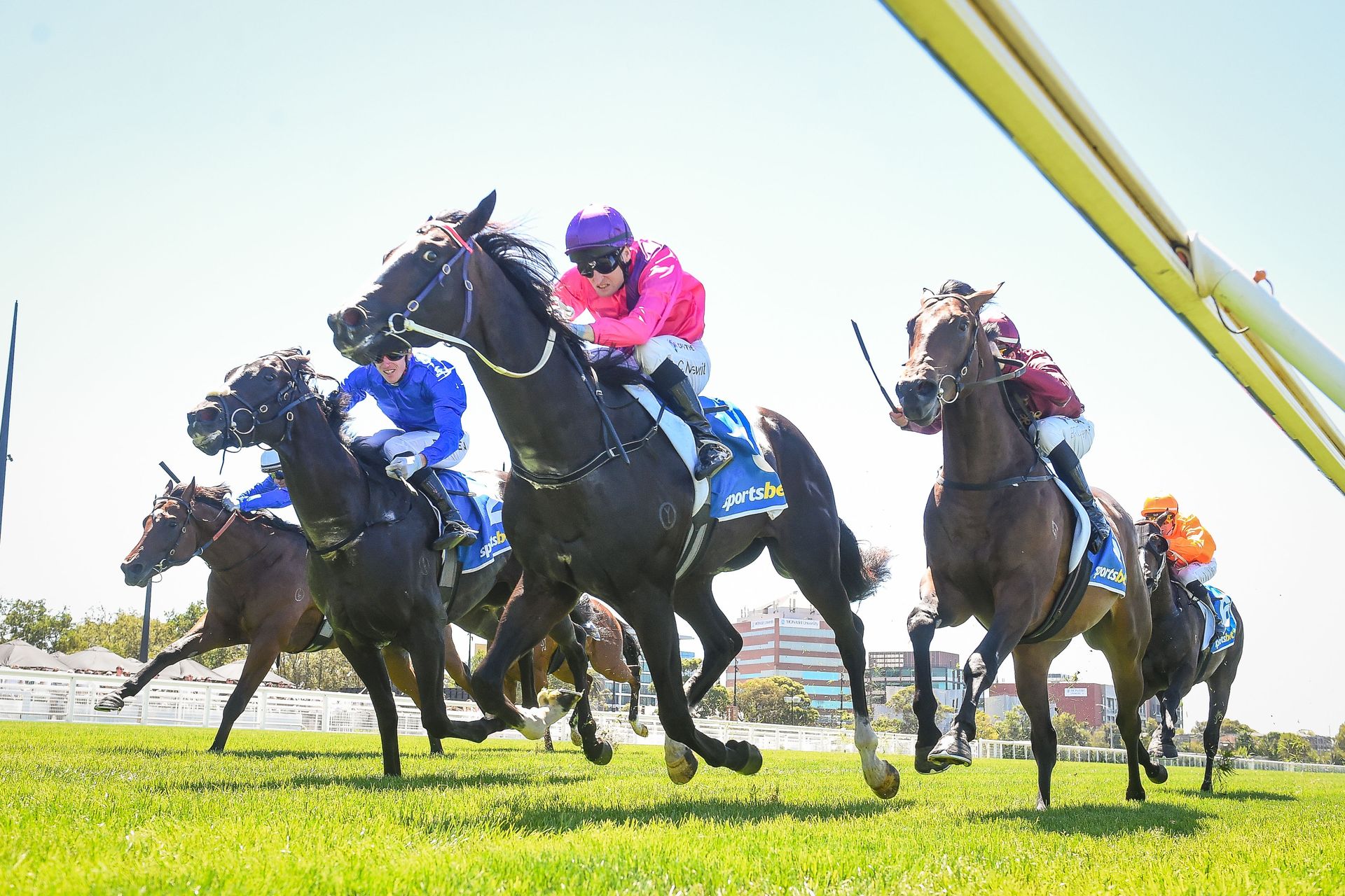 Koń uśpiony po wyścigu. Prokuratura wszczyna śledztwo