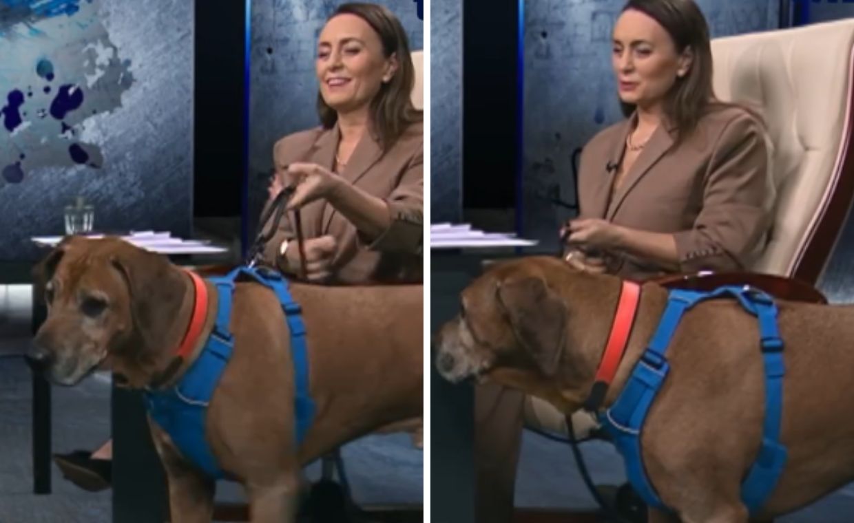 Pies w studiu TVN. "Chodź malutki"