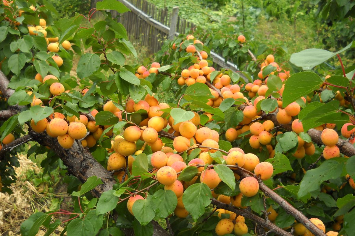 Grecy się zajadają, u nas leżą na chodniku. To skarb dla sercowców