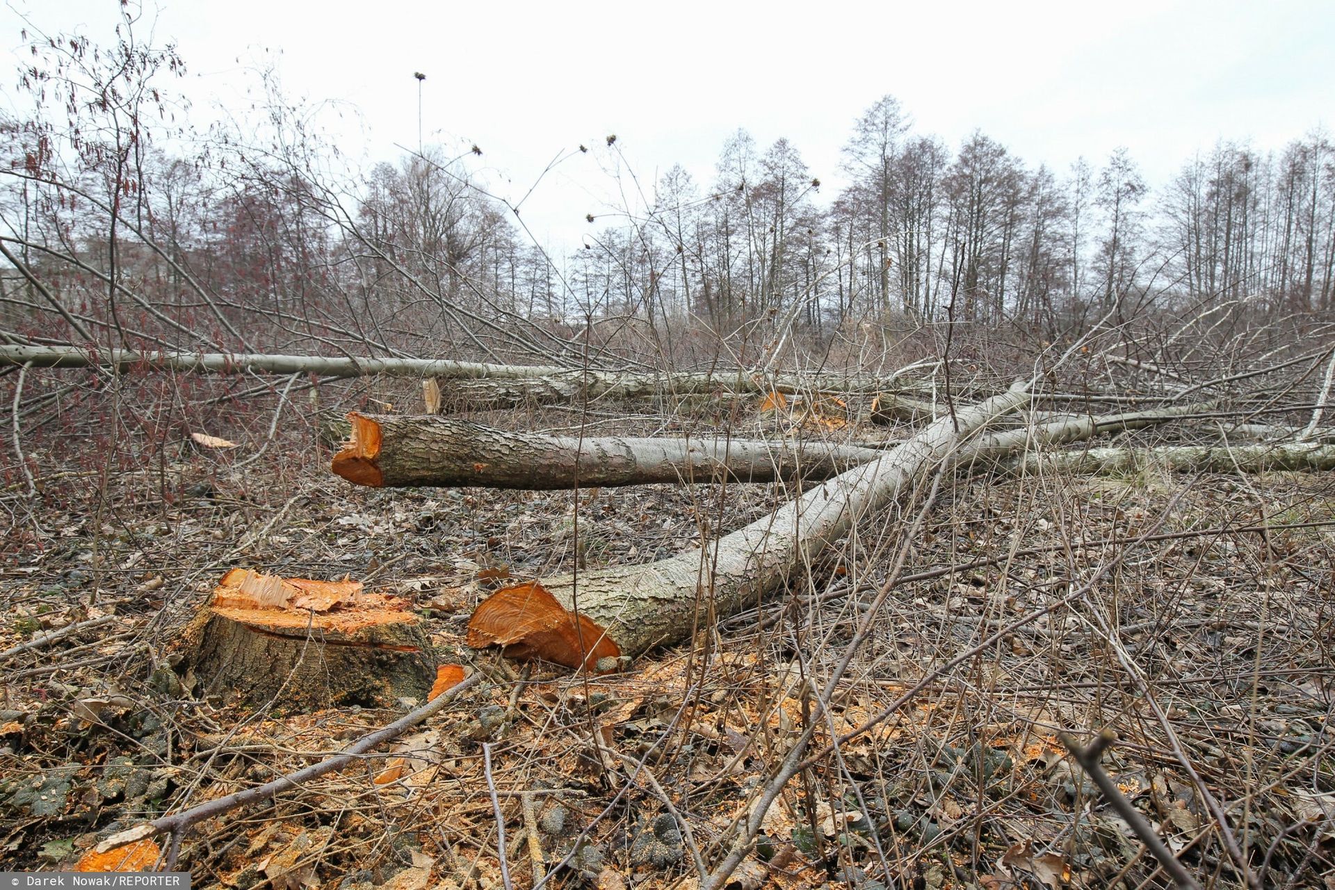 Wycinka drzew w 2026 r. Kiedy wystarczy zgłoszenie, a kiedy zezwolenie
