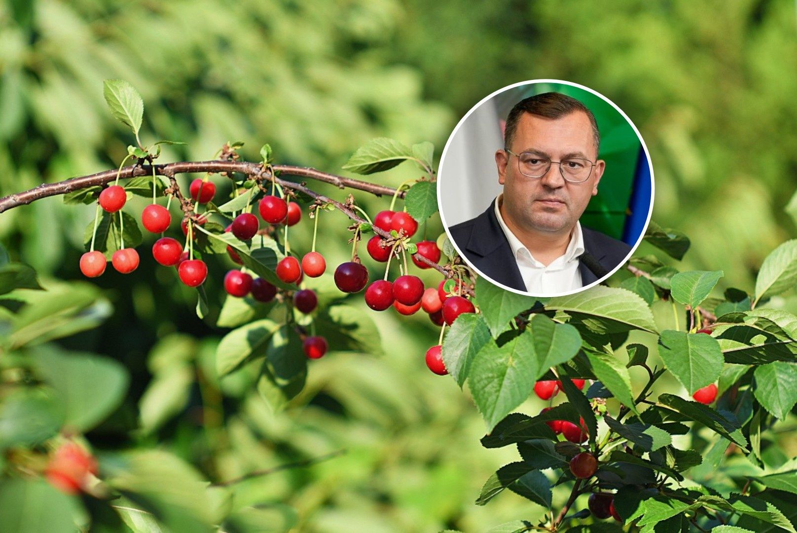 Tąpnięcie na rynku wiśni. Minister zawiadomił UOKiK. Oto szczegóły