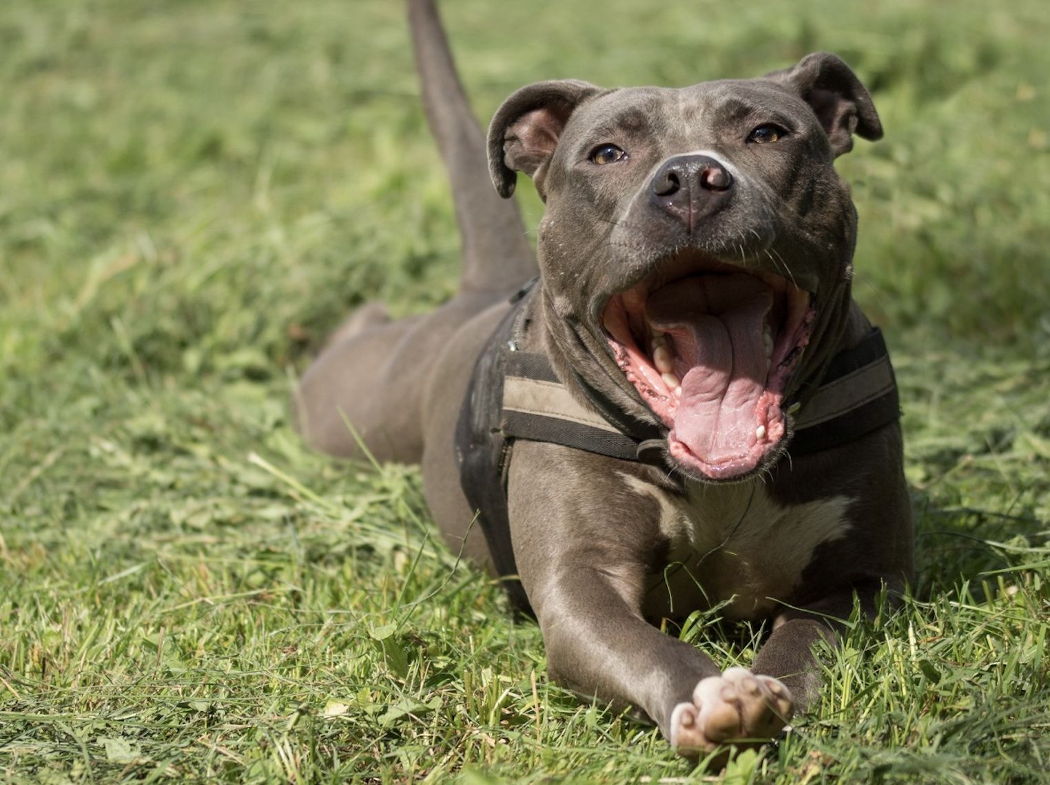 Atak amstaffa w Wągrowcu. Sprawą zajmuje się policja