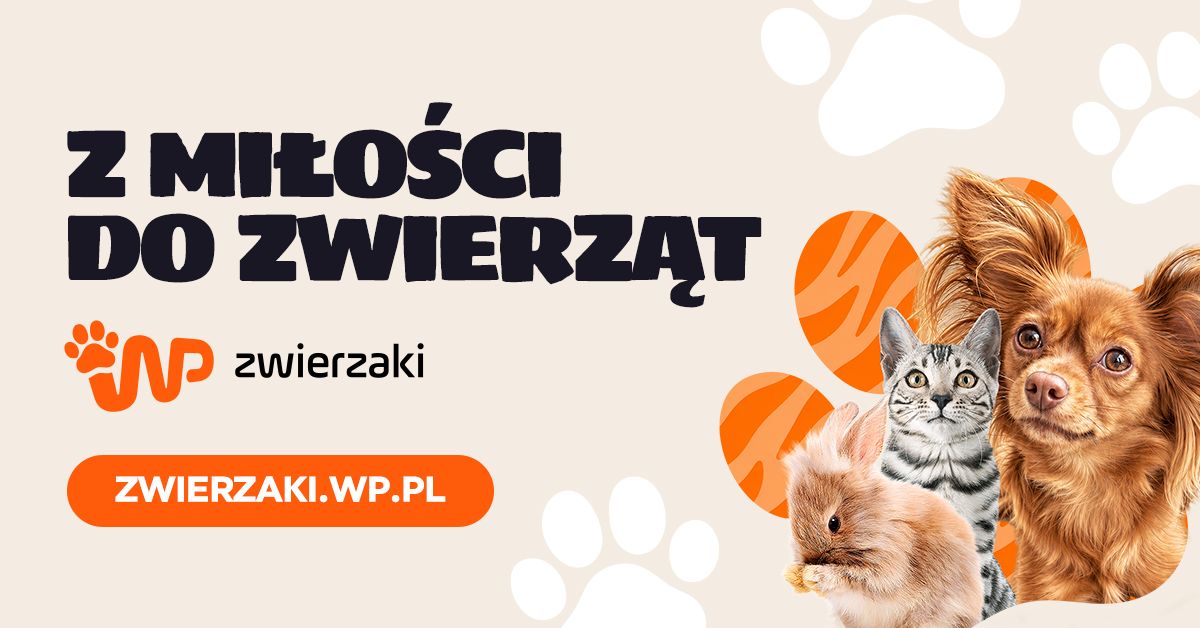 Wirtualna Polska rusza z nowym serwisem. WP zwierzaki stawia na porady i adopcje