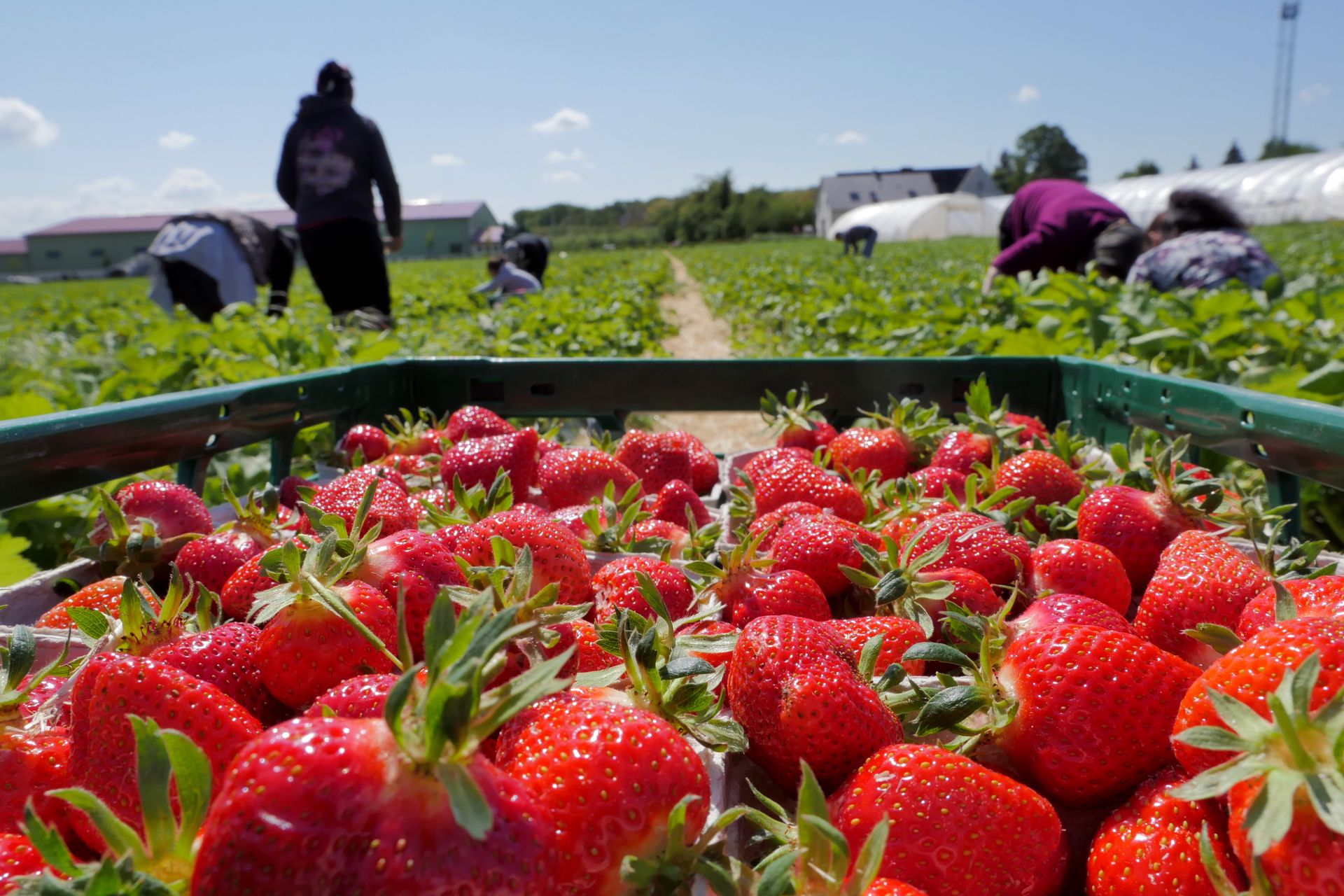 Tyle płacą za zbieranie truskawek w Polsce. Oferują darmowy nocleg