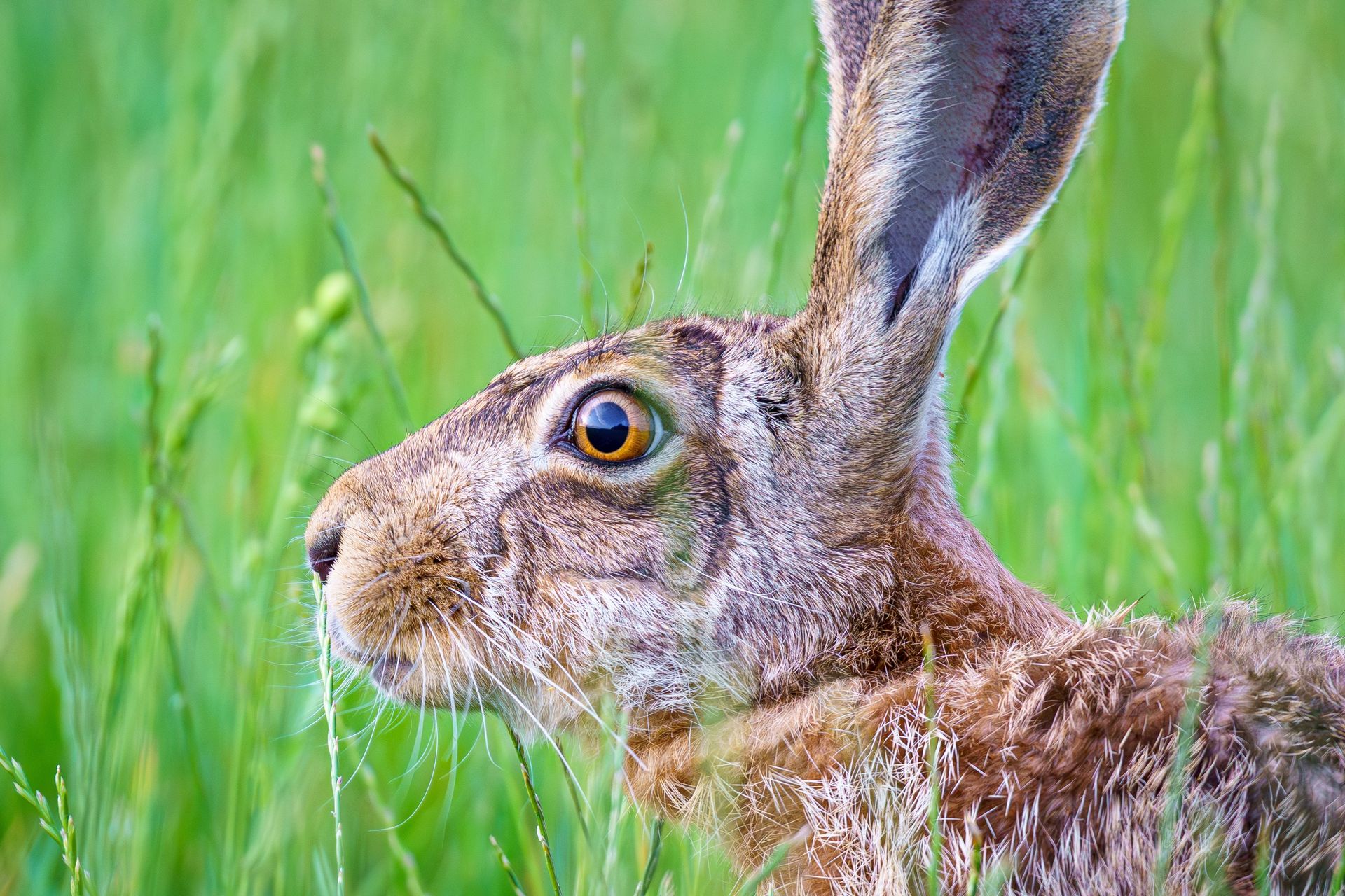"Króliki zombie" w USA. Mają dziwne narośla