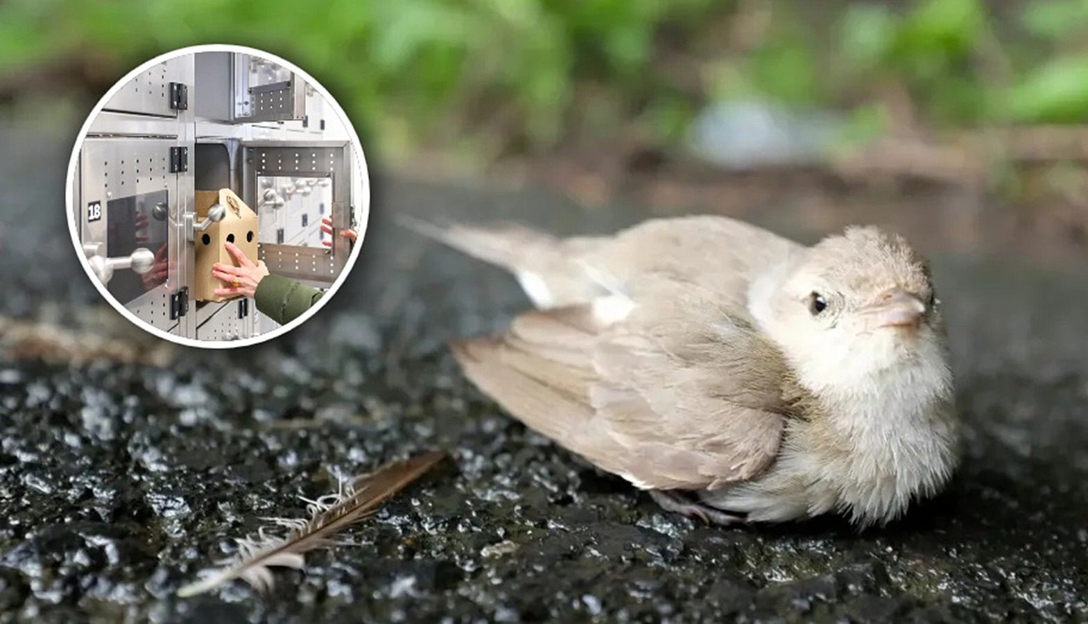 Skrzydlaty pacjent w potrzebie? W Warszawie działa "ptakomat"