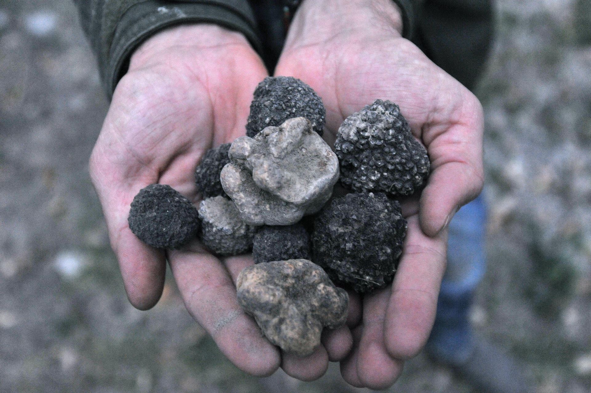 Ukryte skarby pod ziemią. choćby 1,5 zł za kilogram grzybów