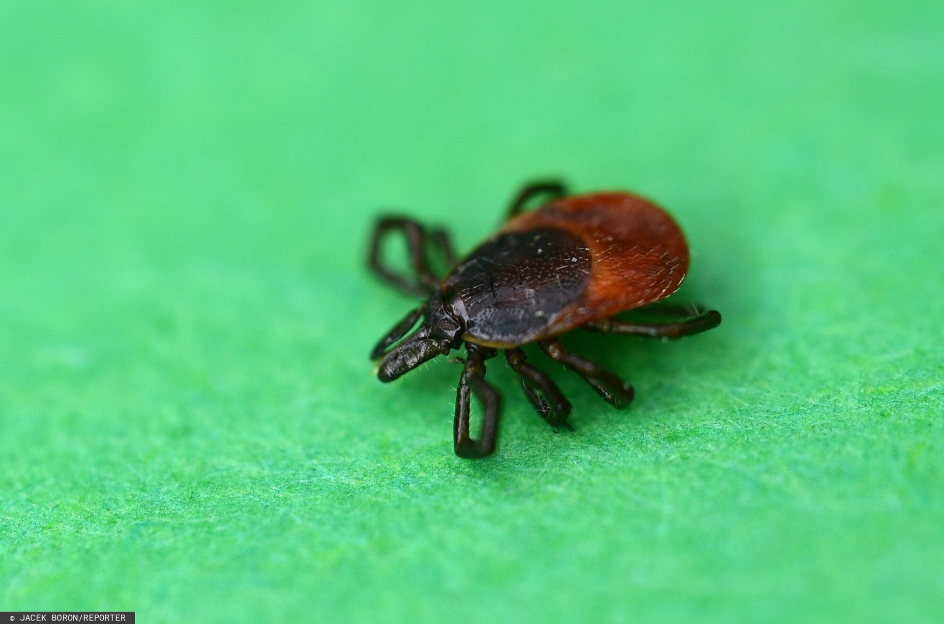 Kleszcze opanowują miasta. Jedno jest ich pełne