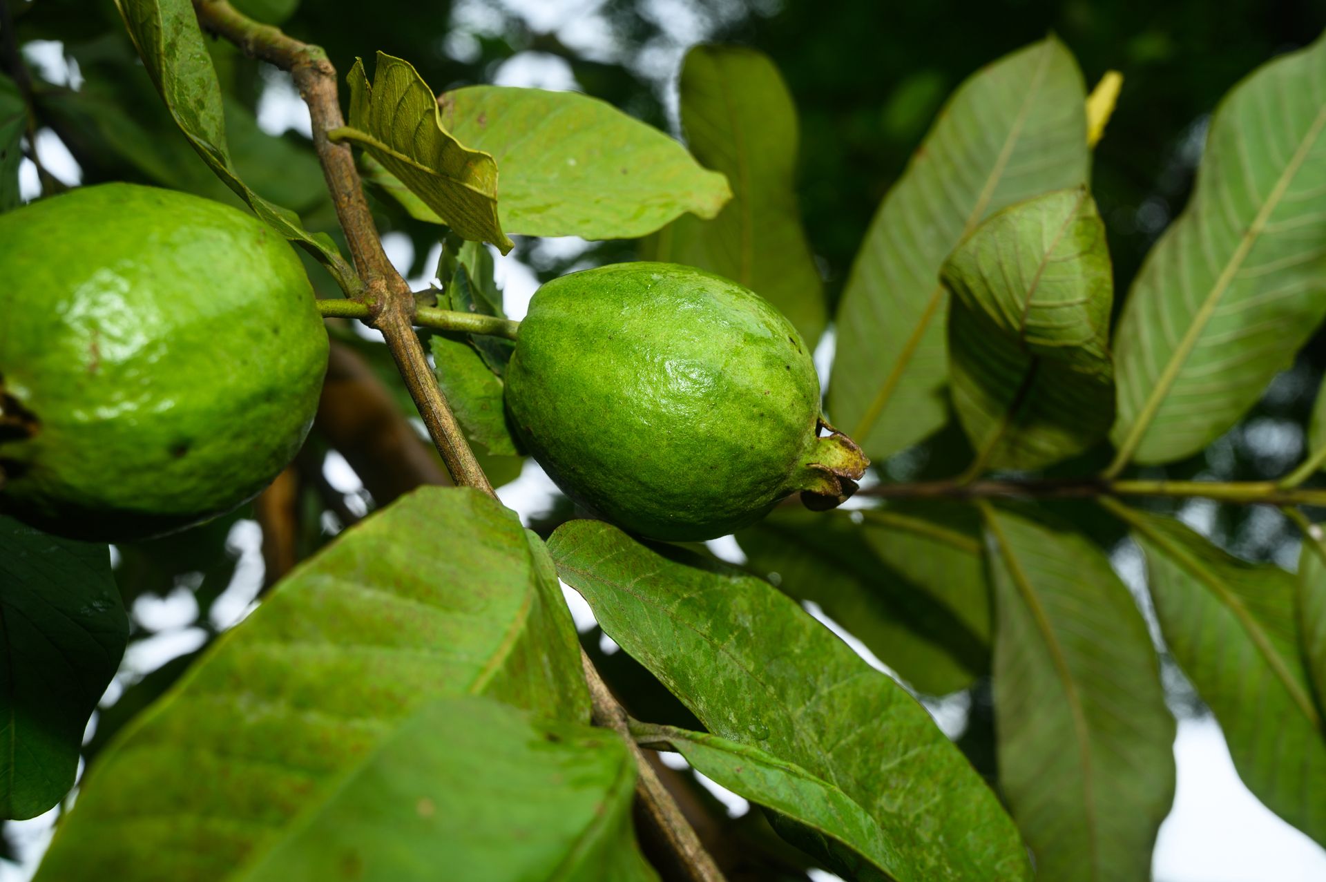 Może pomóc w walce z rakiem. Ten owoc nie jest w Polsce popularny