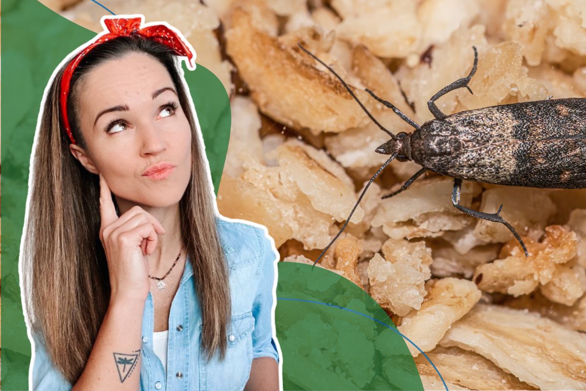 Architekt Porządku radzi, jak zorganizować kuchnię. Mole przestaną być problemem