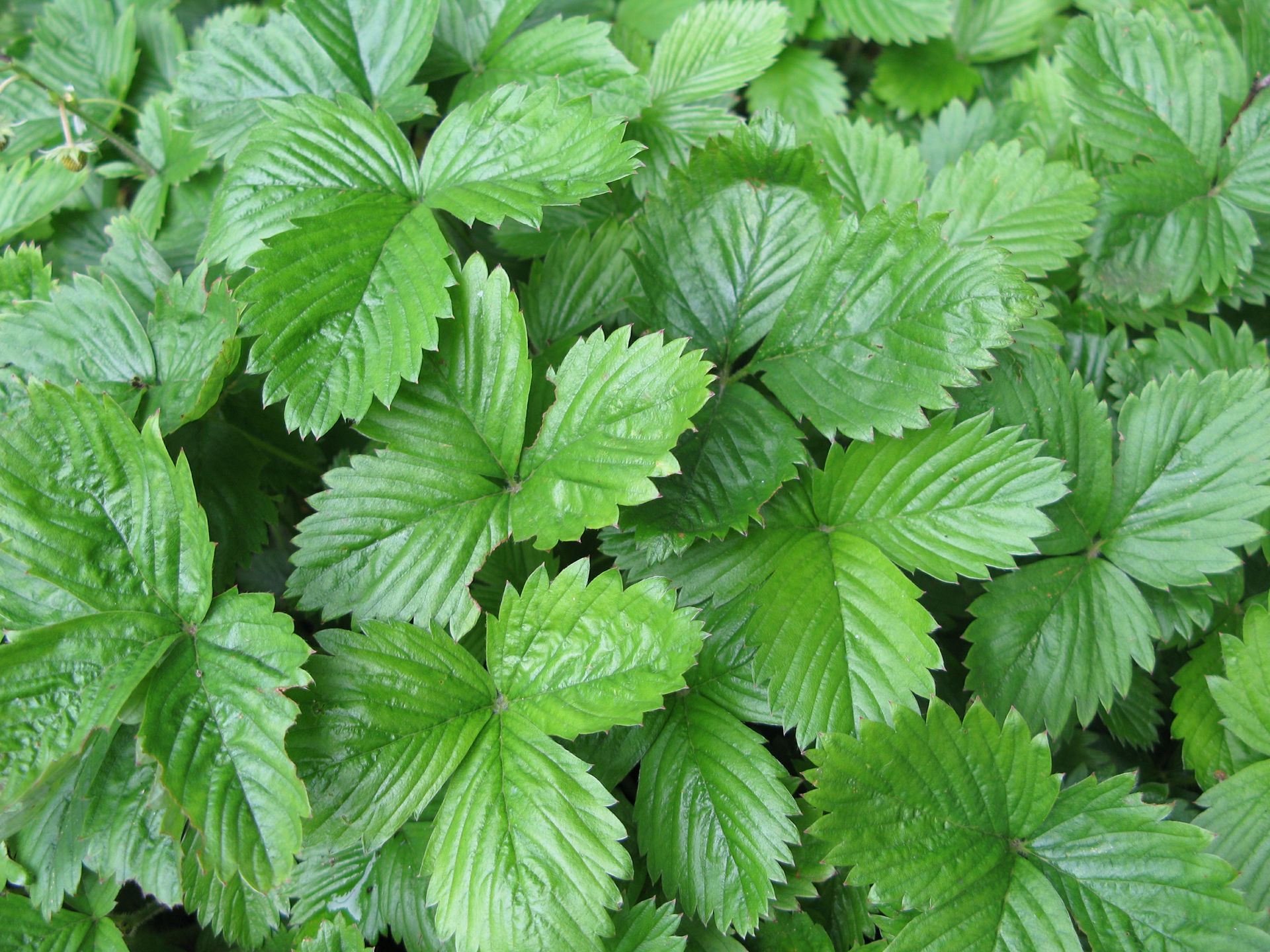 Większość myśli, iż to odpad, a ja zrywam i parzę jak herbatę. Pomagają pozbyć się oponki