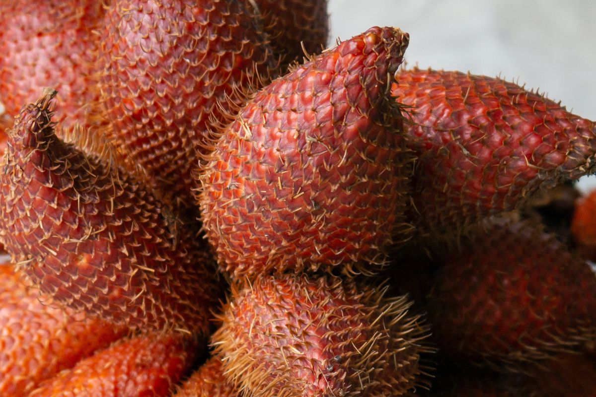 Wygląda jak pokryty skórą węża. Pomaga zachować sokoli wzrok i prawidłowe ciśnienie