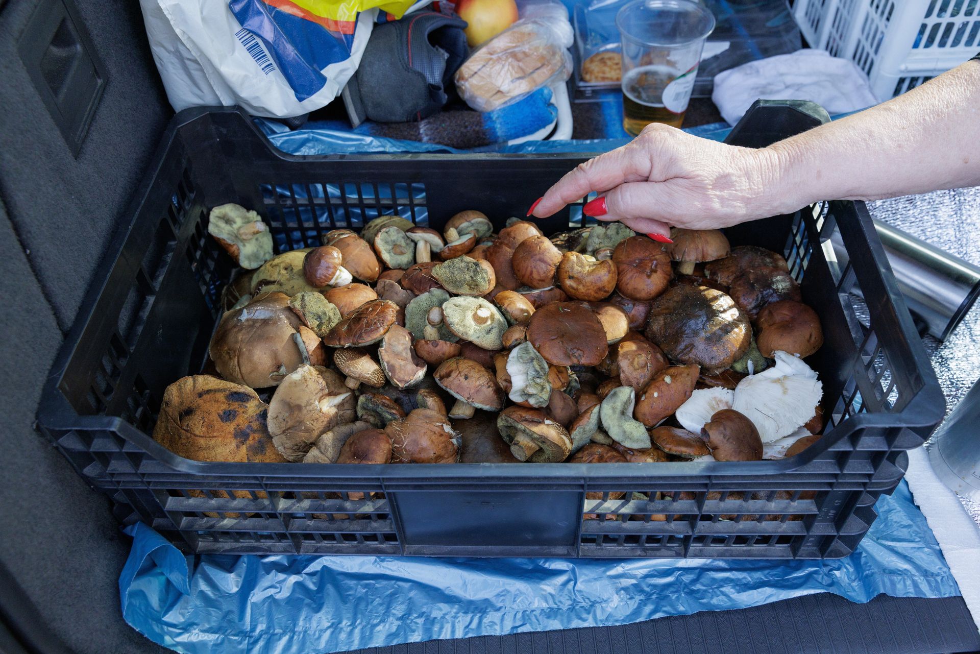 Kosztują 500 zł za kilogram. Właśnie pojawiły się w lasach