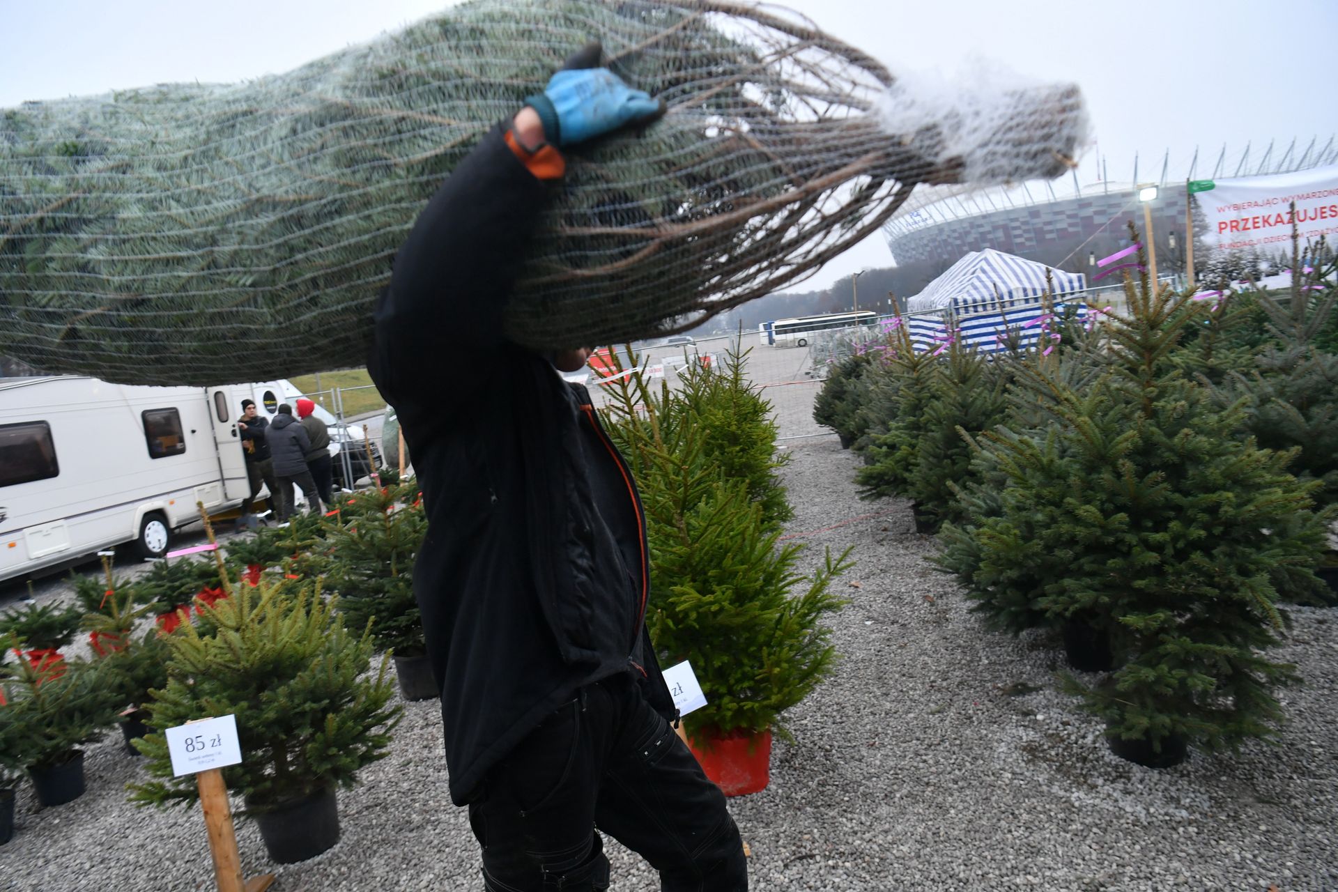 Lasy Państwowe. W 2025 roku ceny choinek niższe