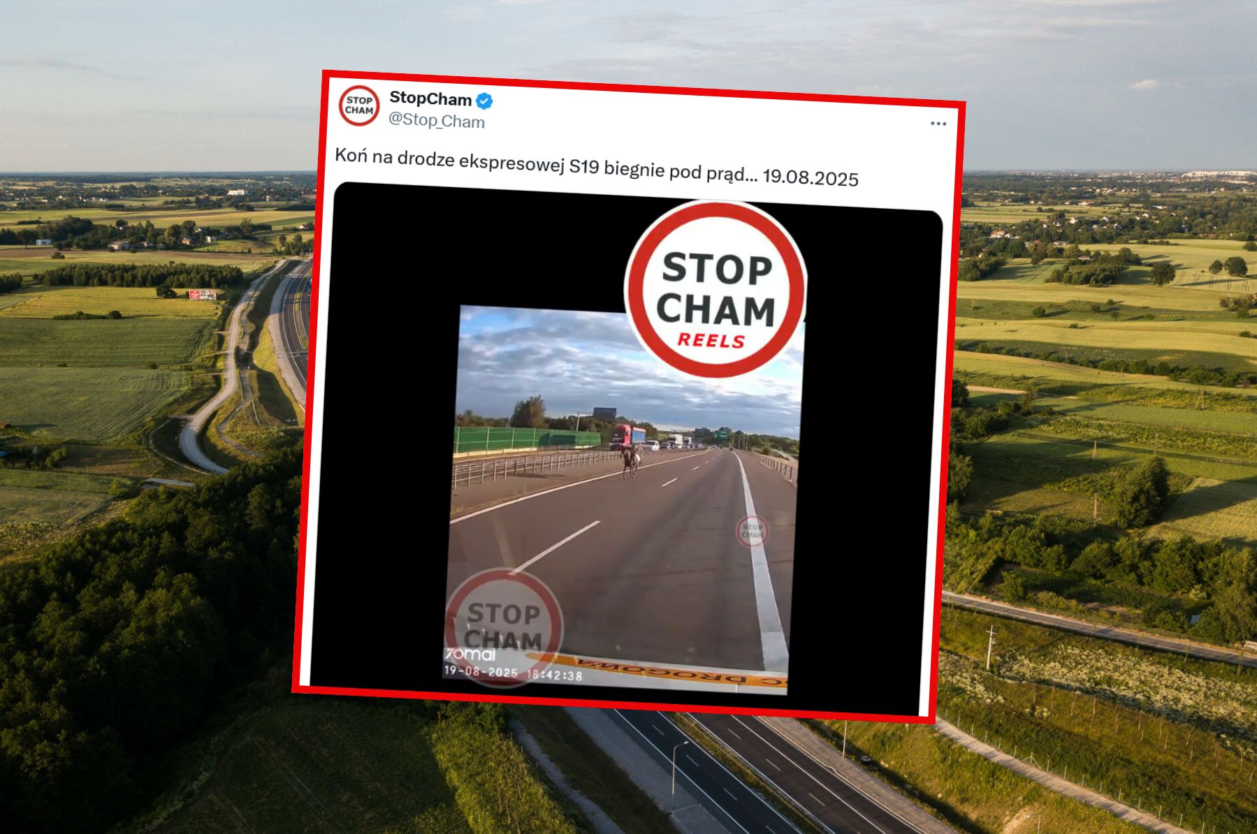 Kierowcy w szoku. Koń biegł pod prąd po drodze ekspresowej.
