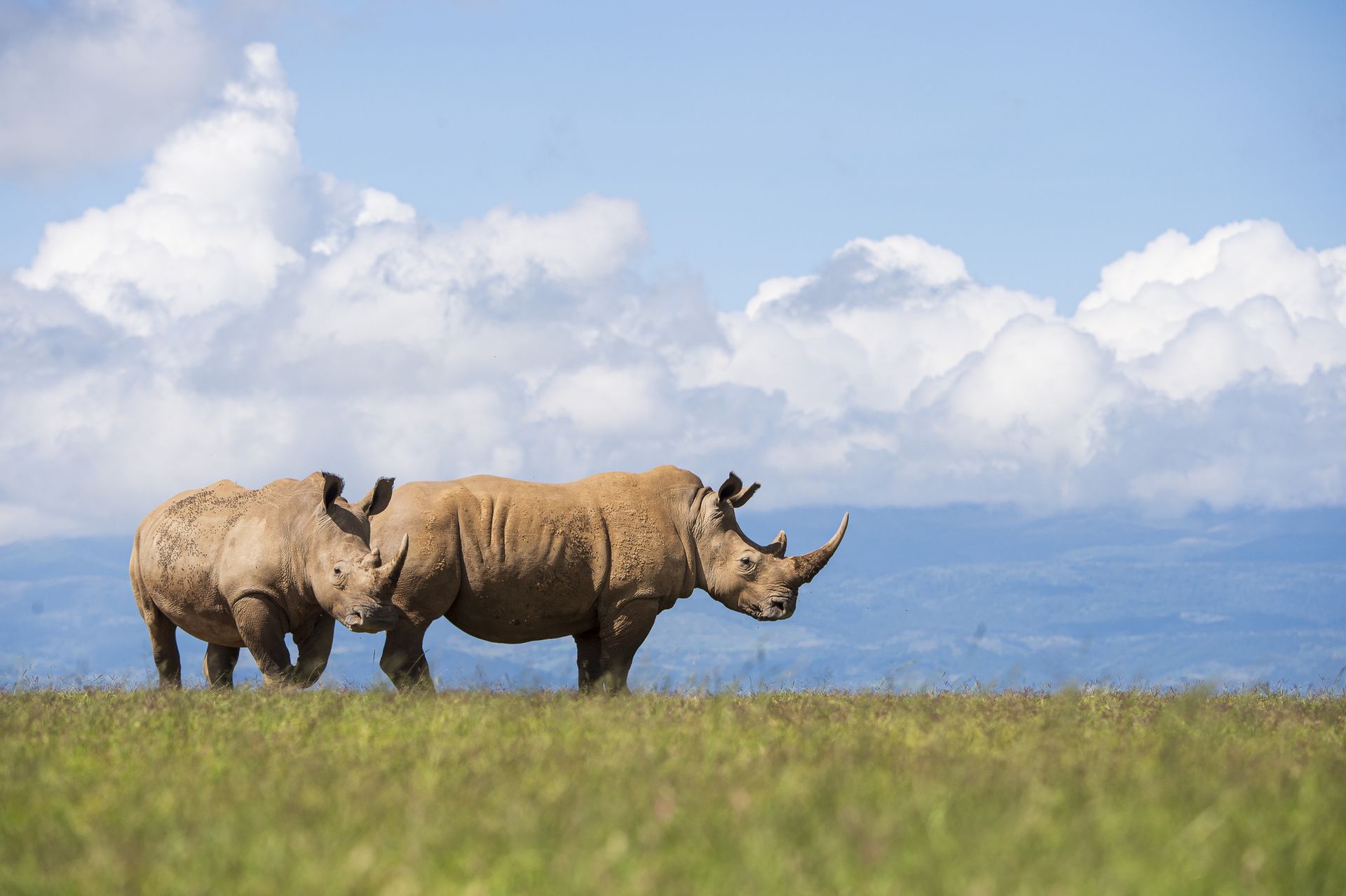 Neandertalczycy zbierali zęby nosorożców. Mieli dobry powód