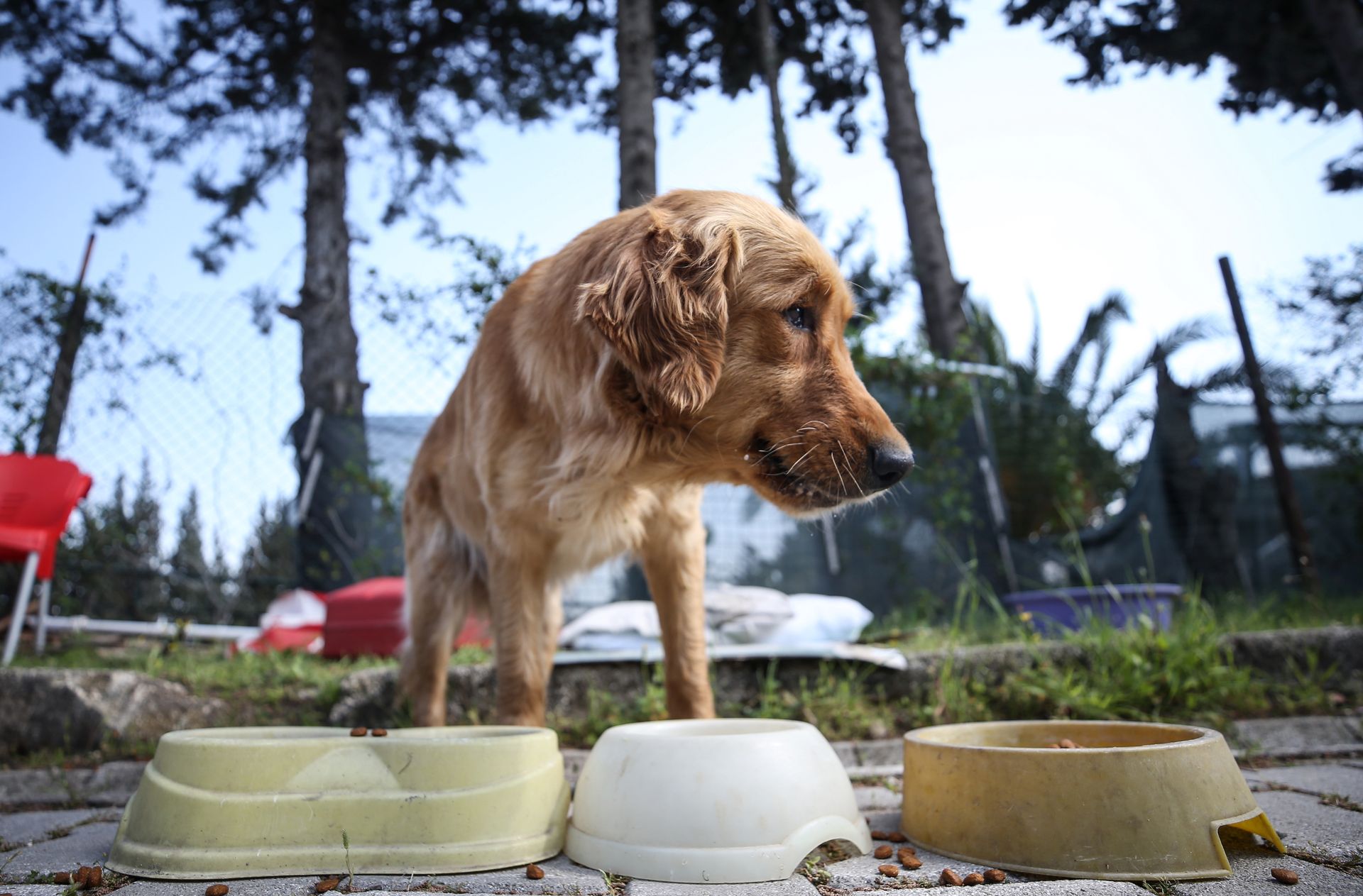 Wegańska karma dla psów? Może zaspokajać potrzeby żywieniowe