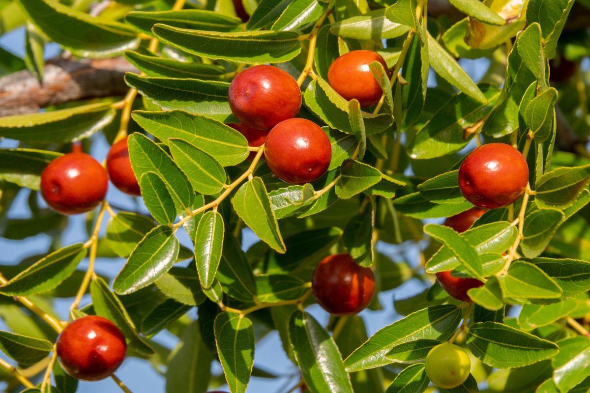 W Polsce wciąż mało znana. Wystarczy 3 sztuki dziennie, aby oczyścić jelita i usunąć toksyny