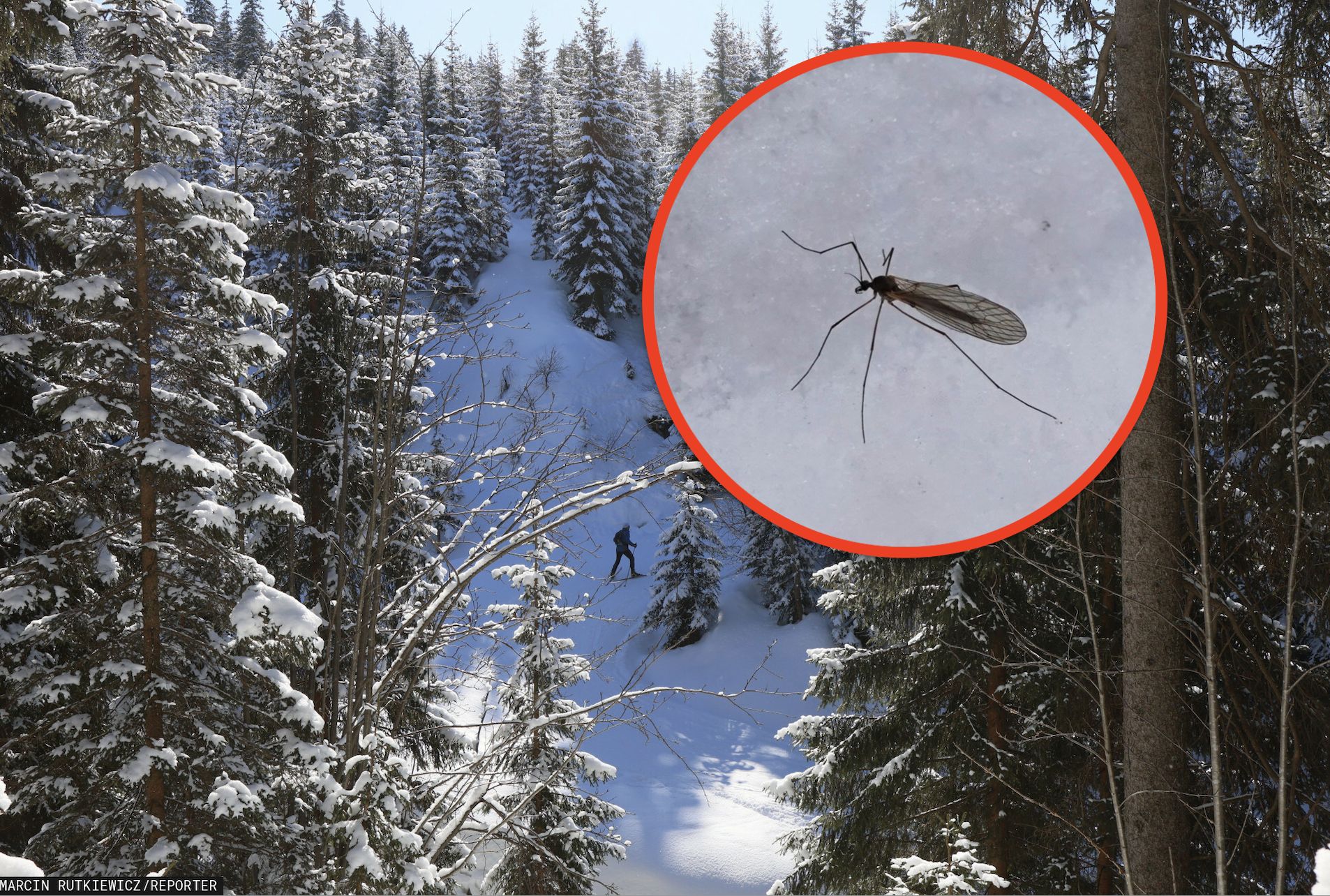 Nazywany zimowym komarem. Pokazali zdjęcie