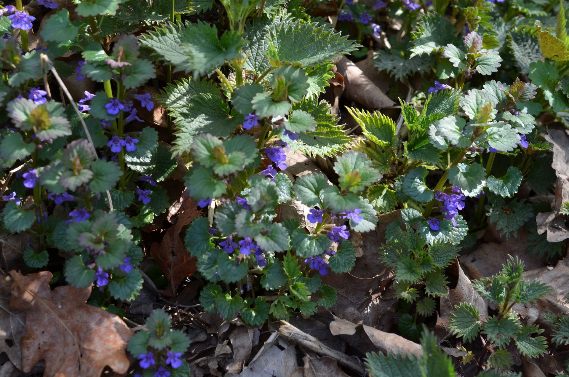 Dziś traktowane jak niepotrzebne chwasty. Kiedyś te rośliny ratowały przed głodem