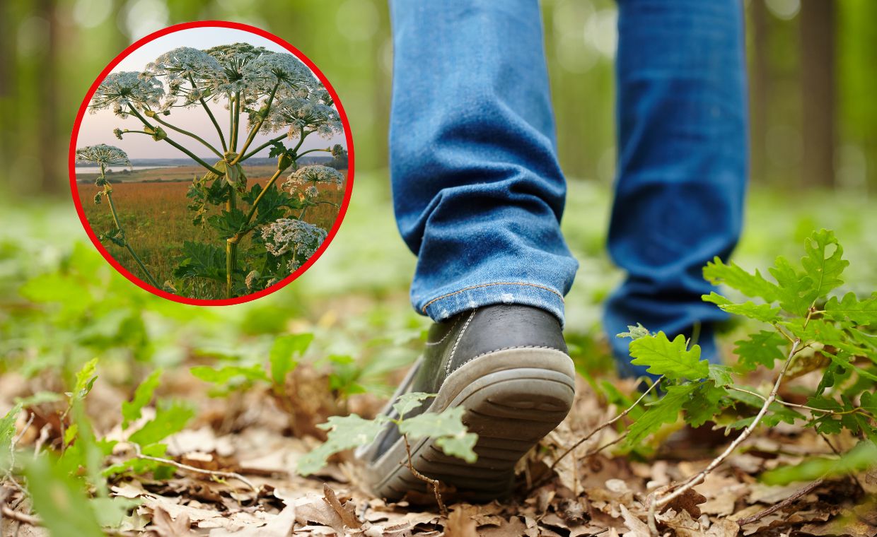 Uważaj podczas wiosennych spacerów. Ta roślina wywołuje dotkliwe poparzenia
