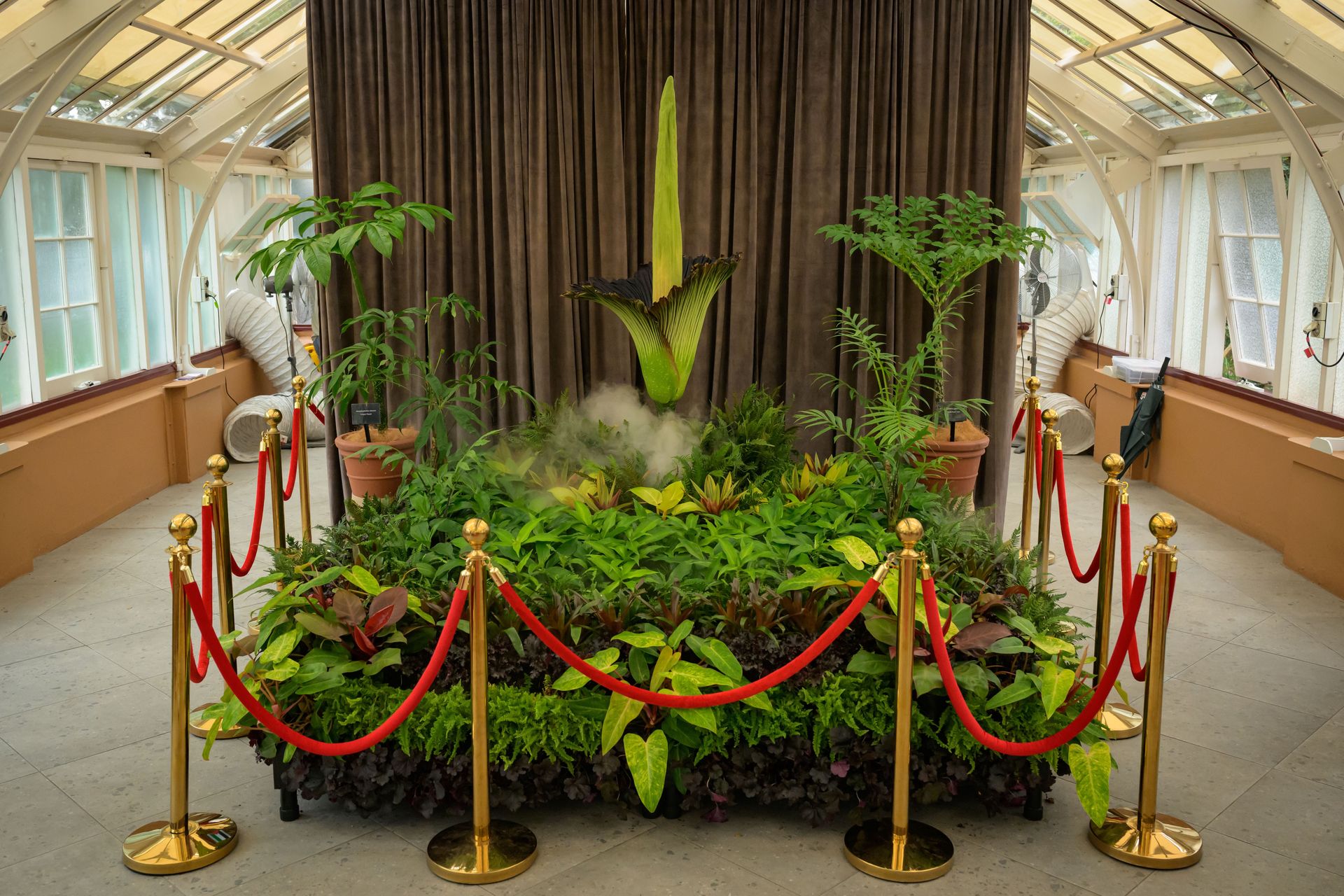 Znana ze swojego odoru. Tak powstaje ten nie do wytrzymania zapach