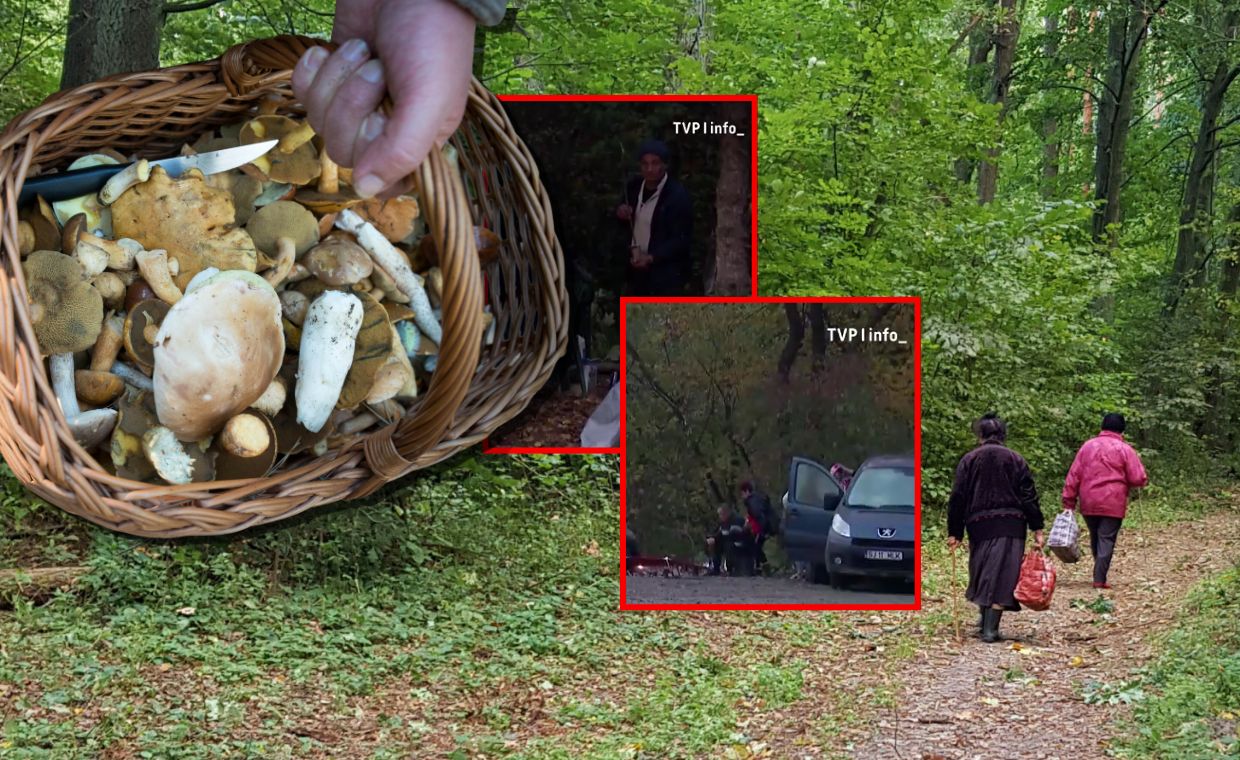 Rumuni przeczesują polskie lasy. Zbierają grzyby na eksport