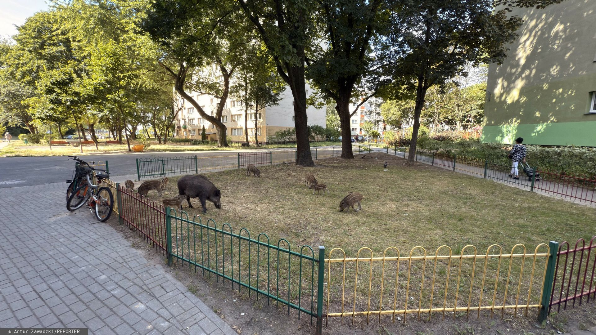Odstrzał dzików w Warszawie. Obowiązują nowe ograniczenia