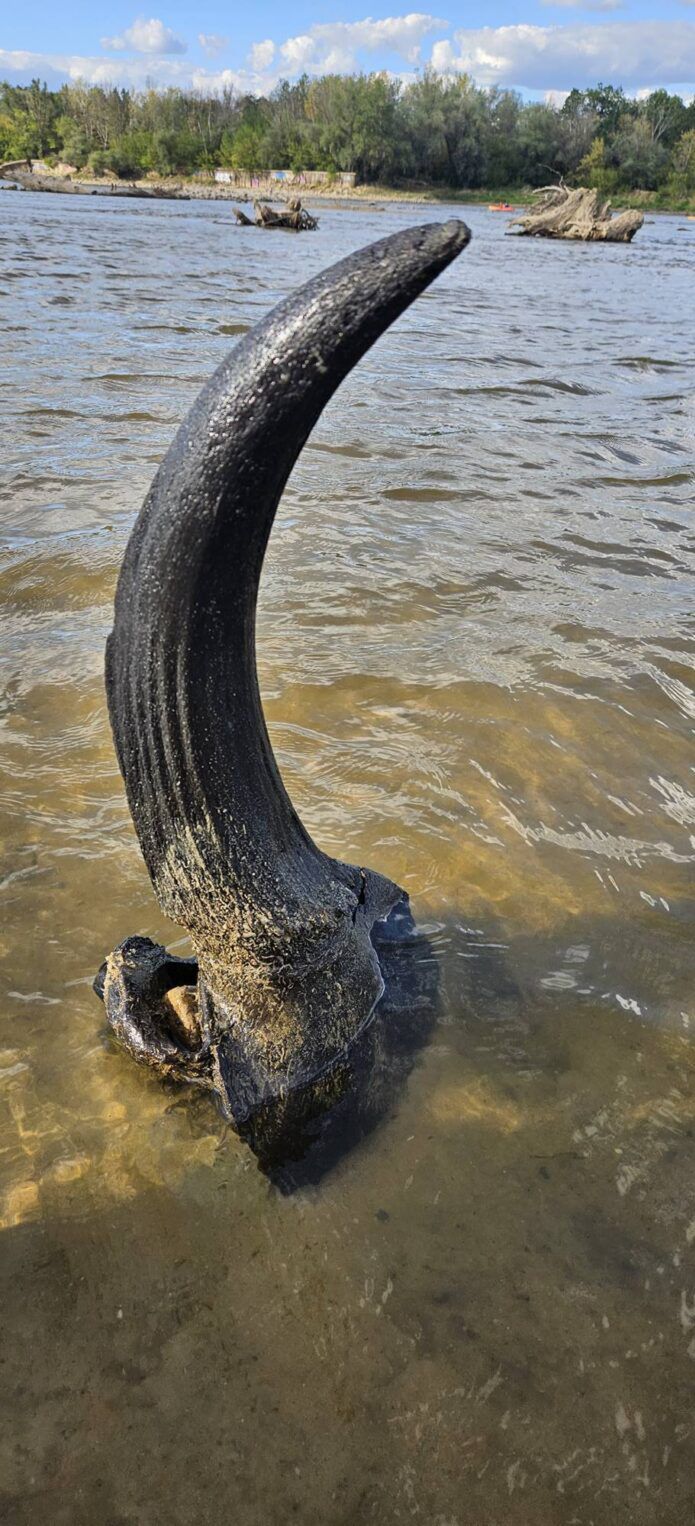 Myślał, iż to kawałek drewna. Prawda okazała się inna