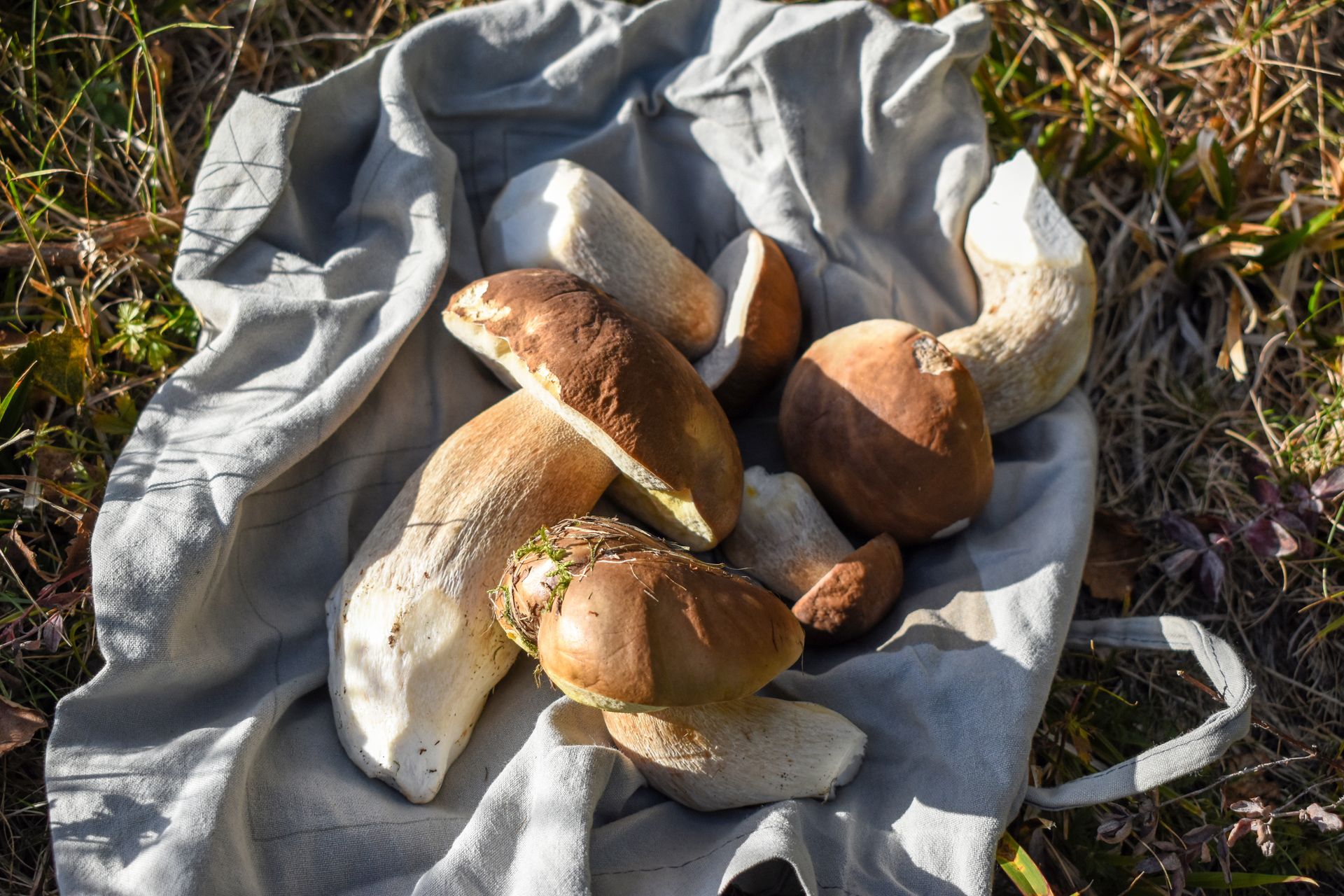 Czegoś takiego nie było od lat. Najlepsi grzybiarze są zdziwieni, ale i zachwyceni