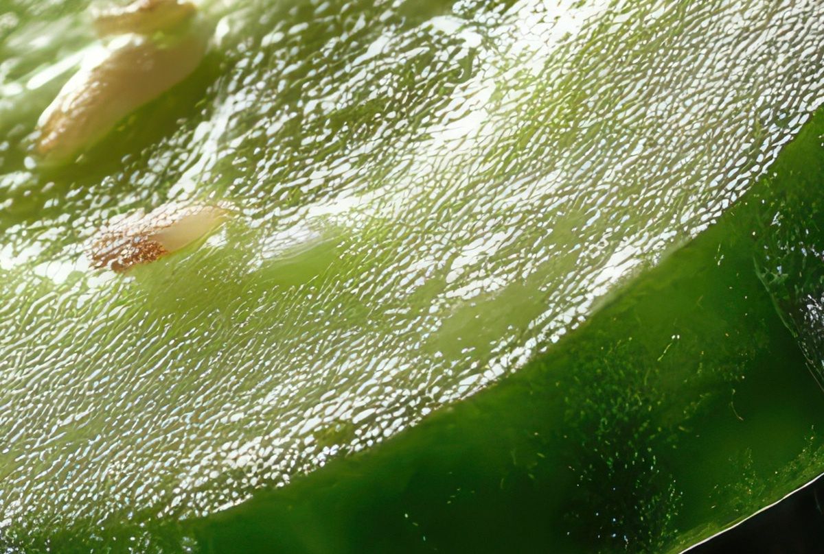 W sezonie zajadamy na potęgę. Jednak niewielu wie, jak dokładnie wpływają na organizm