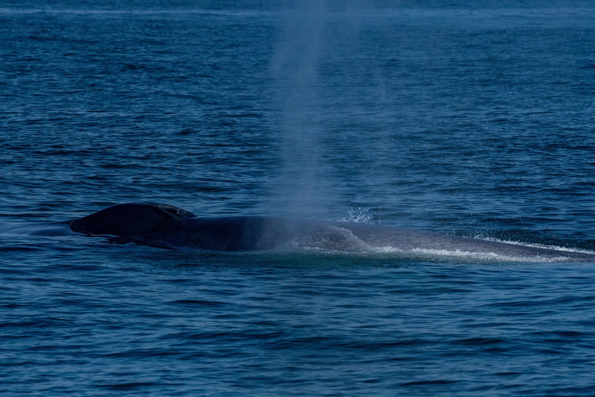 Dlaczego płetwale błękitne przestają śpiewać? Naukowcy są zaniepokojeni