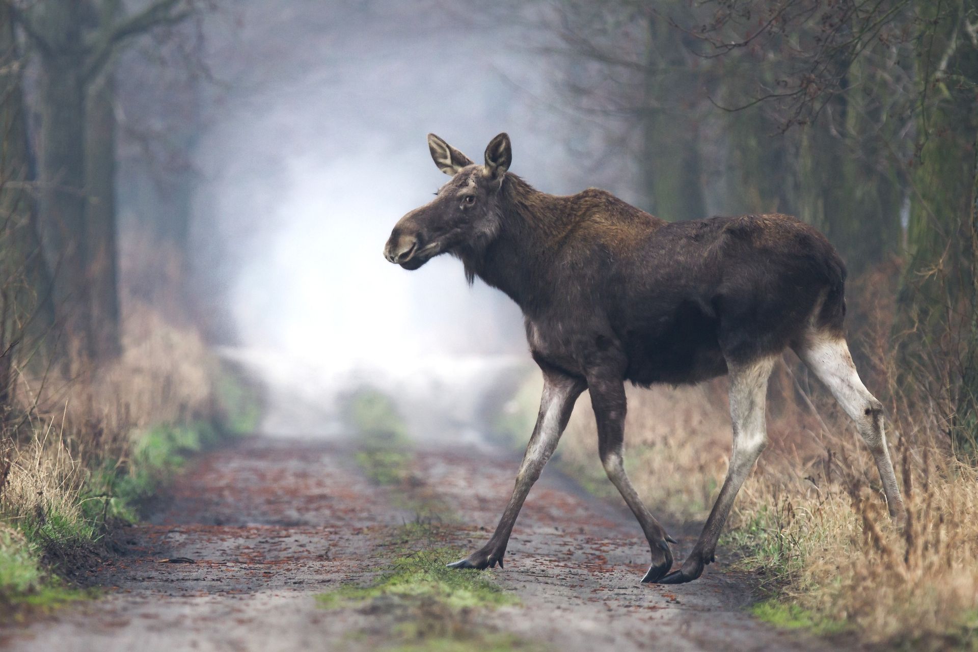 Łosie coraz śmielej wchodzą do Warszawy. Biolog mówi, co nas czeka