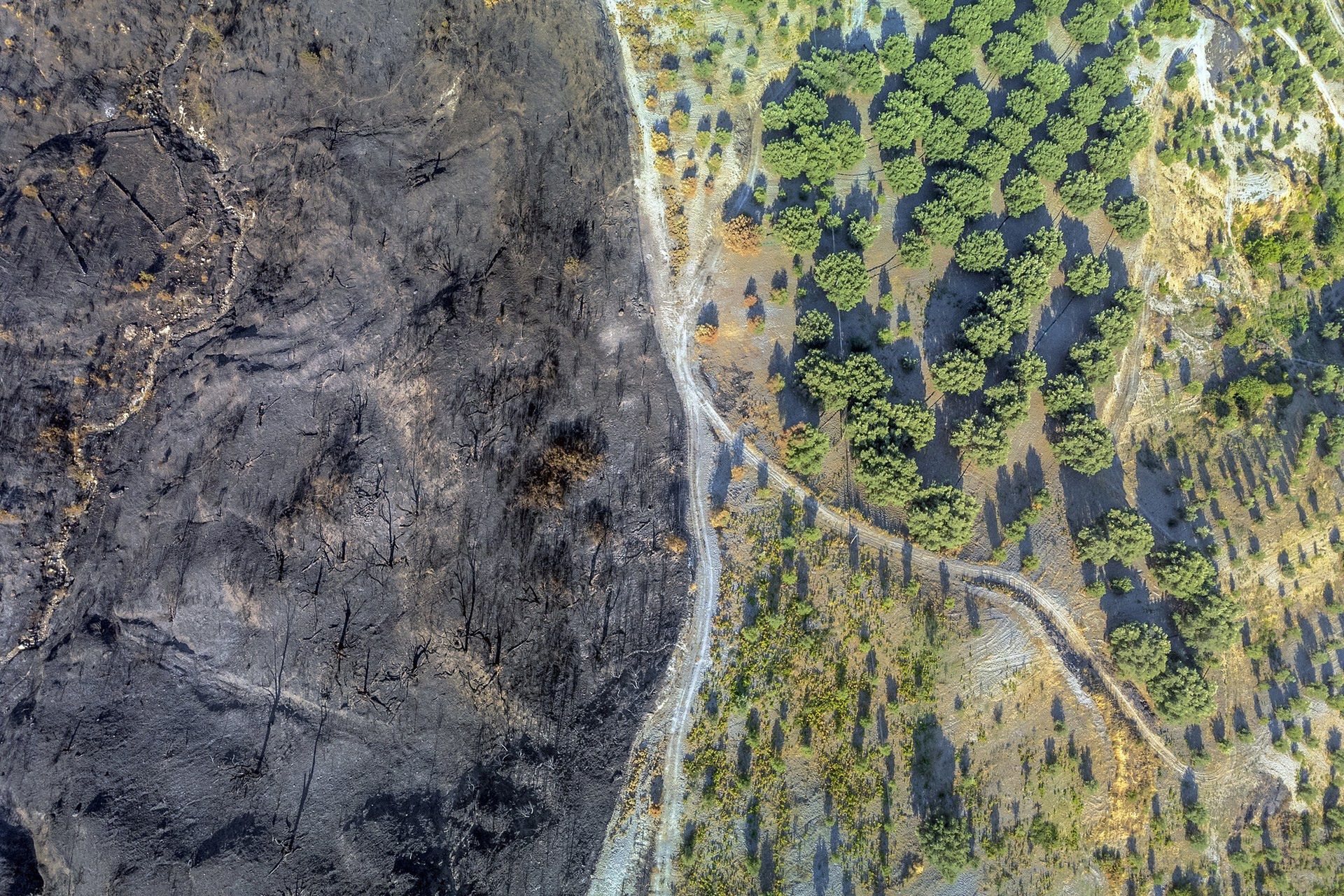 Europa traci zielone płuca. Lasy z mniejszą zdolnością pochłaniania CO2