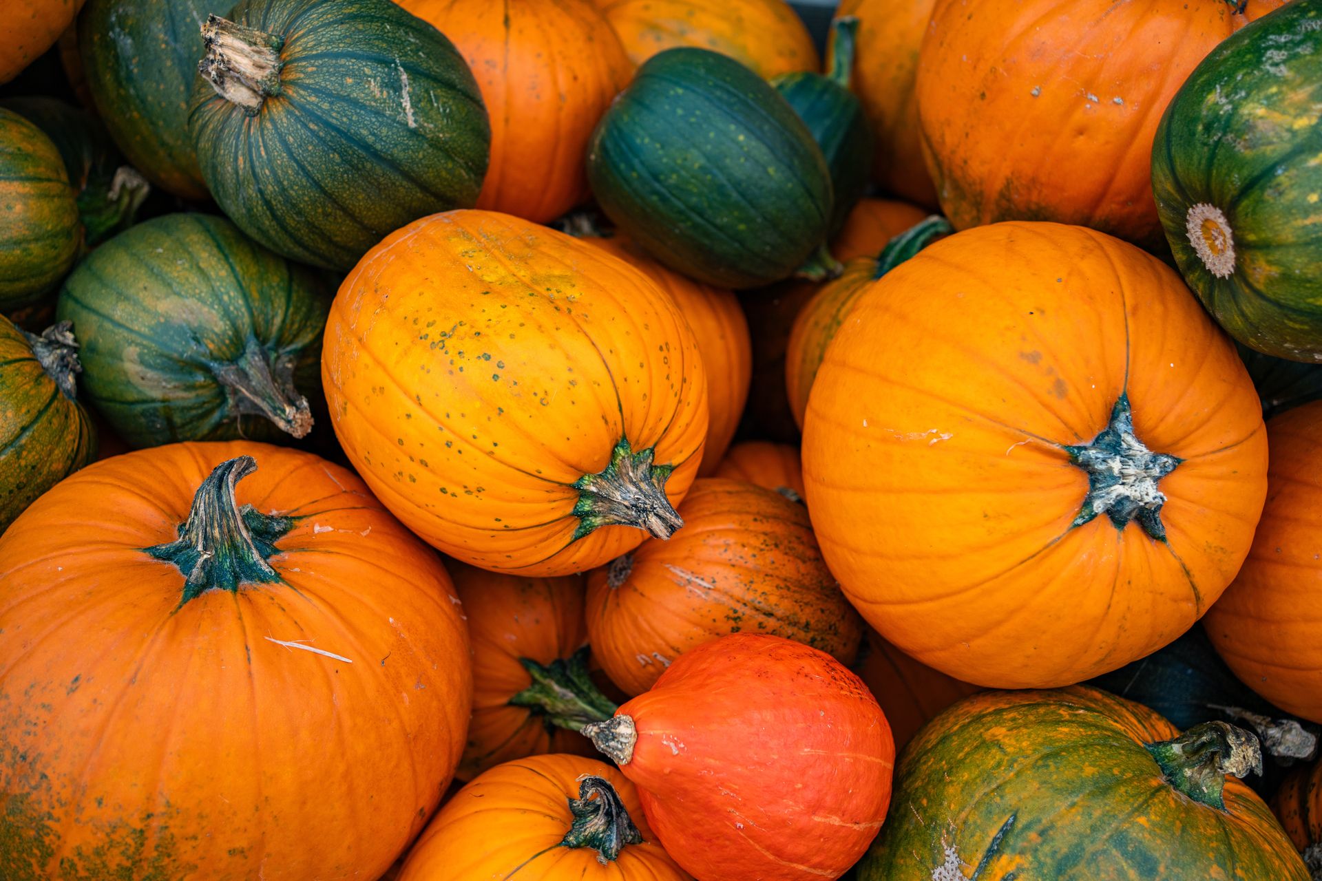 Zapytałam 4 szefów kuchni, która dynia jest najlepsza na jesień. Powtarzali jedną odmianę