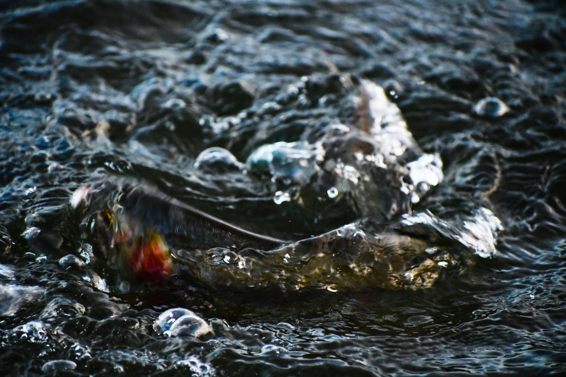 Objadały się paszą z Rosji. Nagle zwrot akcji