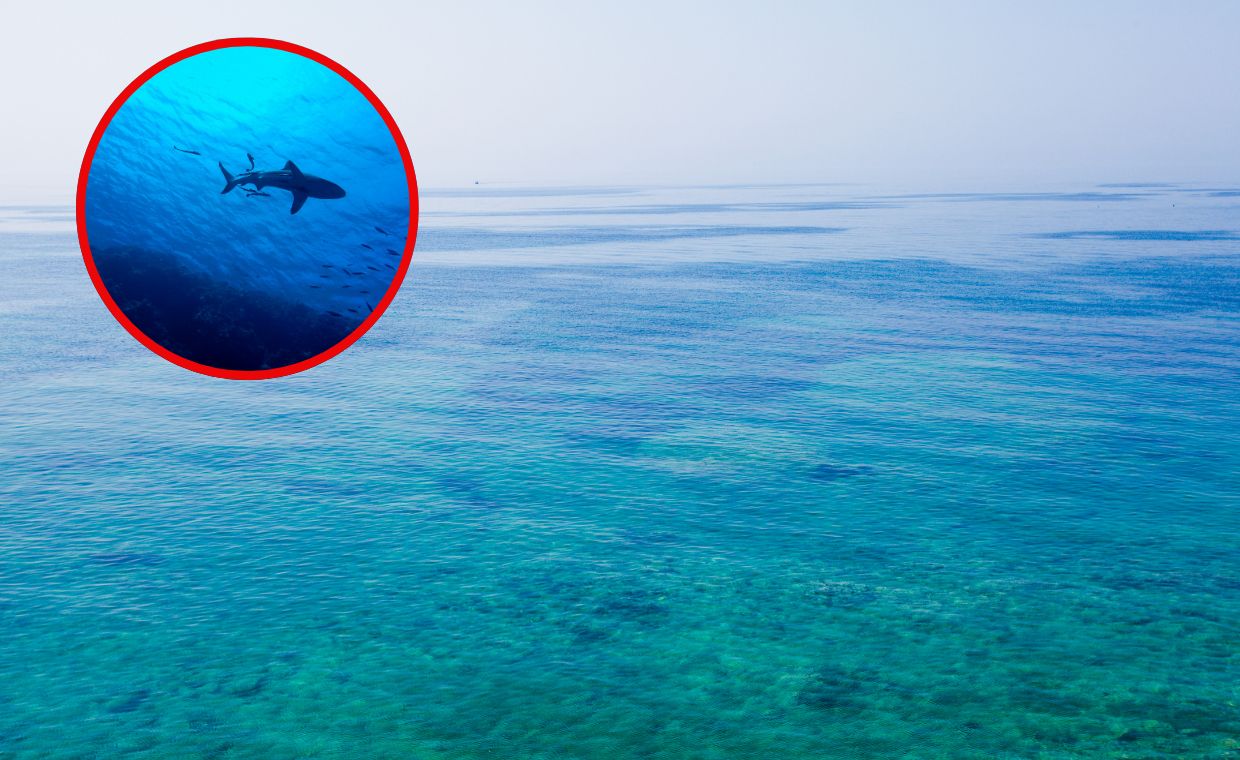 Adriatyk pełen życia. Delfiny, rekiny i zasady bezpiecznego pływania w Chorwacji