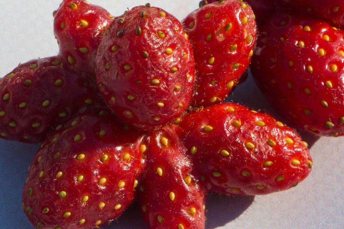 Zauważyłeś zdeformowane truskawki? Mało kto wie, co jest powodem i czy można je jeść