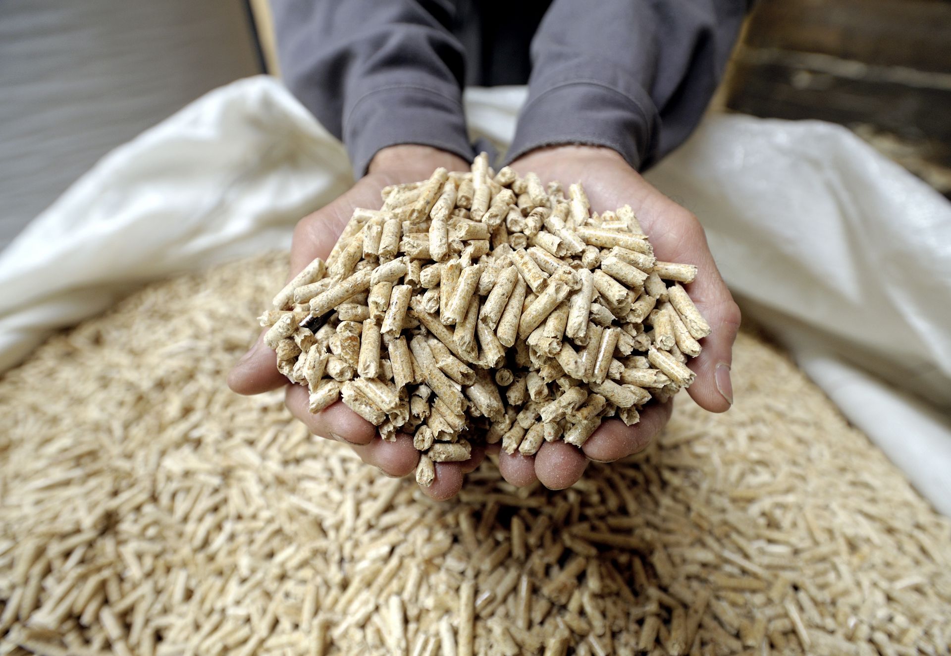 Pellet zimą za 4 tys.? Rząd ukrywa ceny, prezes nie daje odpowiedzi
