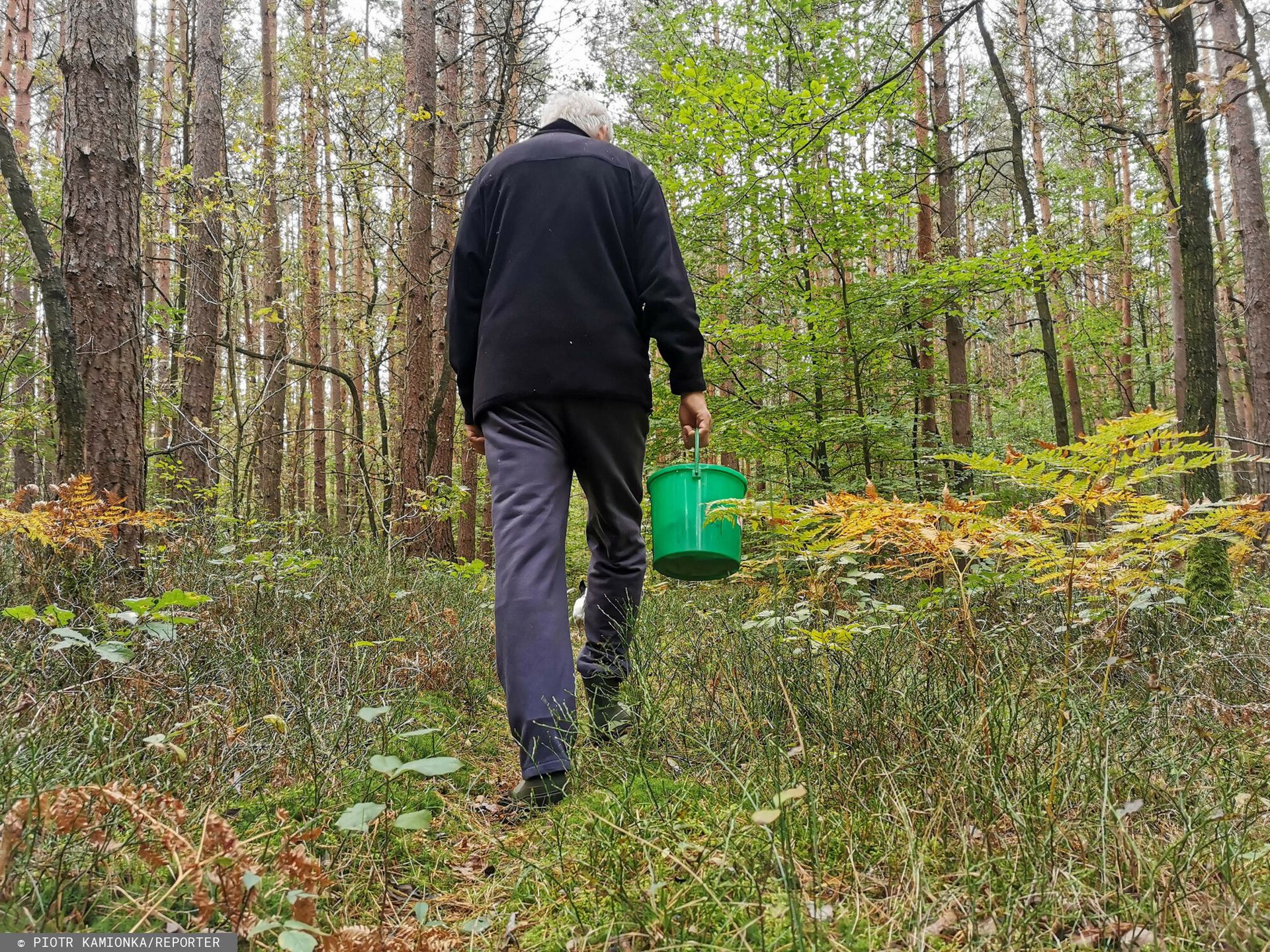 Poszli na grzyby, ale zapomnieli, czego nie wolno. Dostali 500 zł mandatu